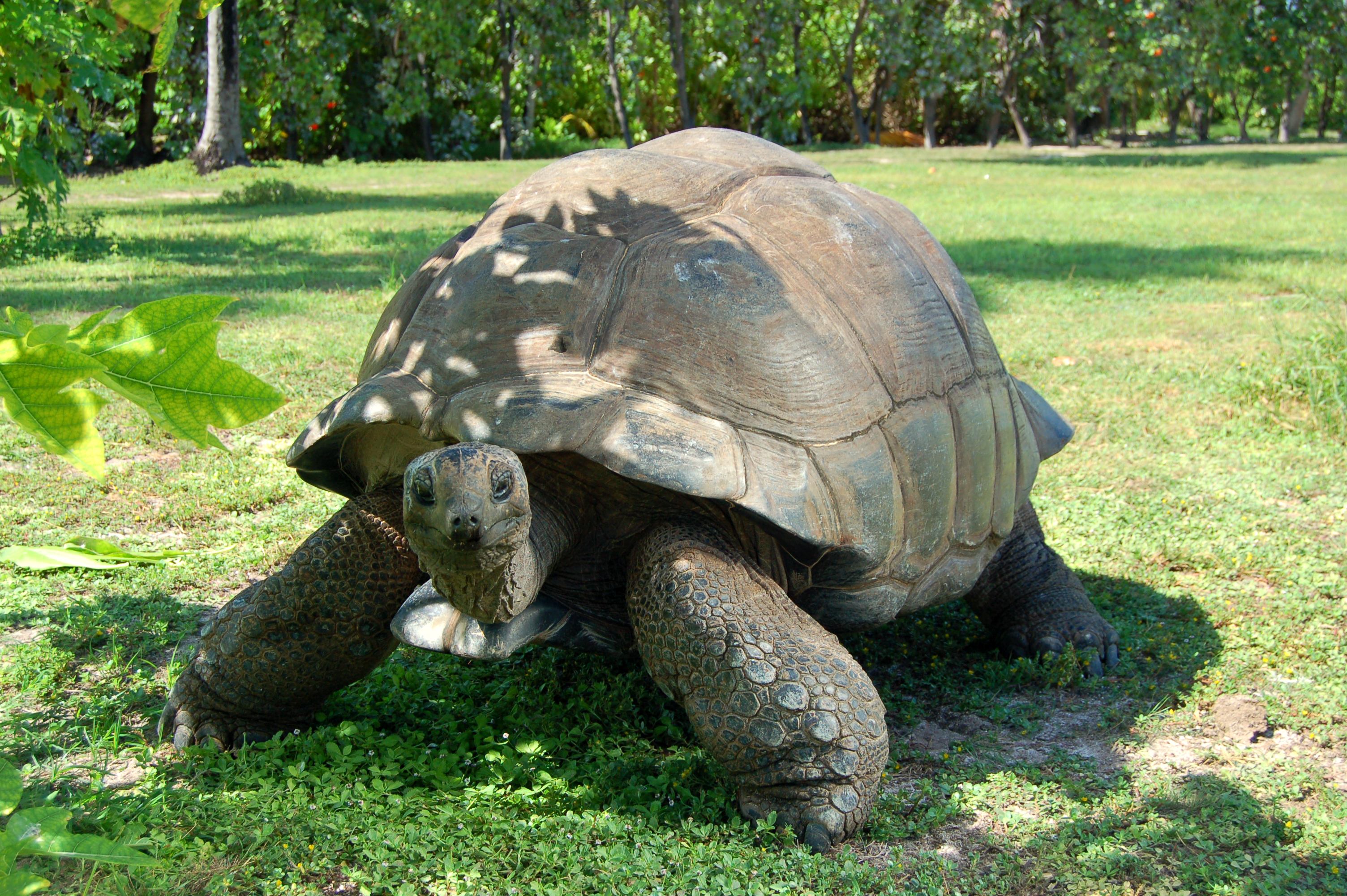 333_IMG15 Giant Tortoise_3008x2000.jpg