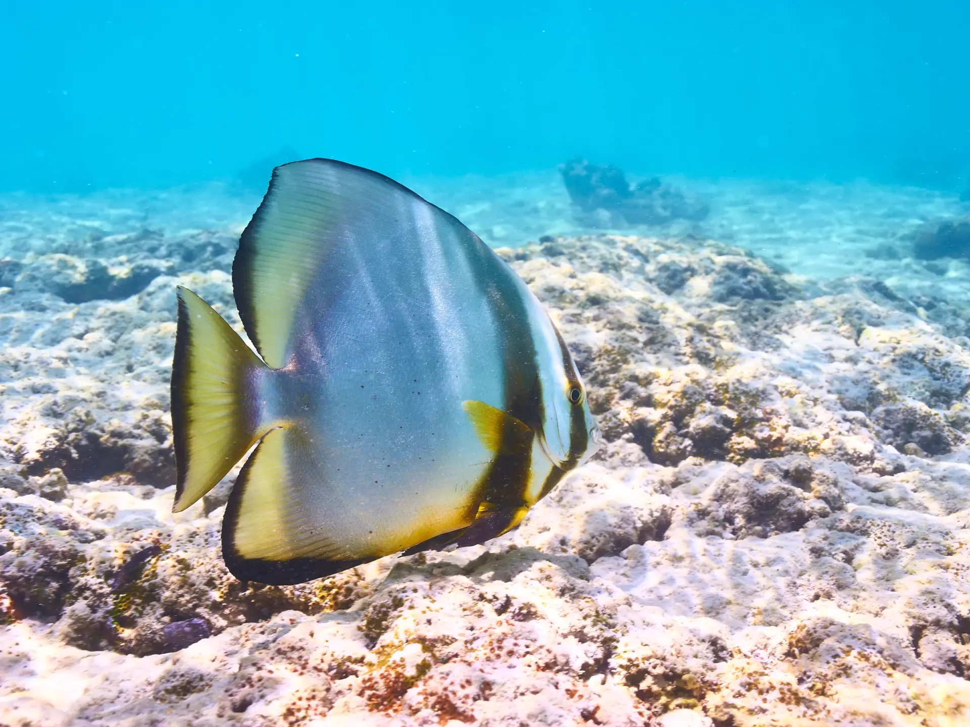shutterstock_284093822 Coral reef and fish at Seychelle.jpg
