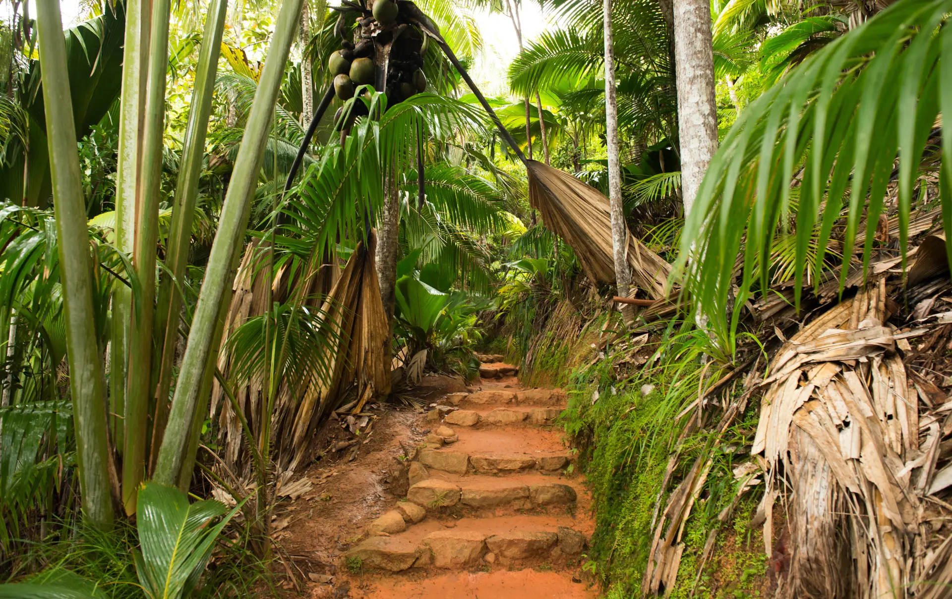 shutterstock_401840356 Valle de Mai.jpg