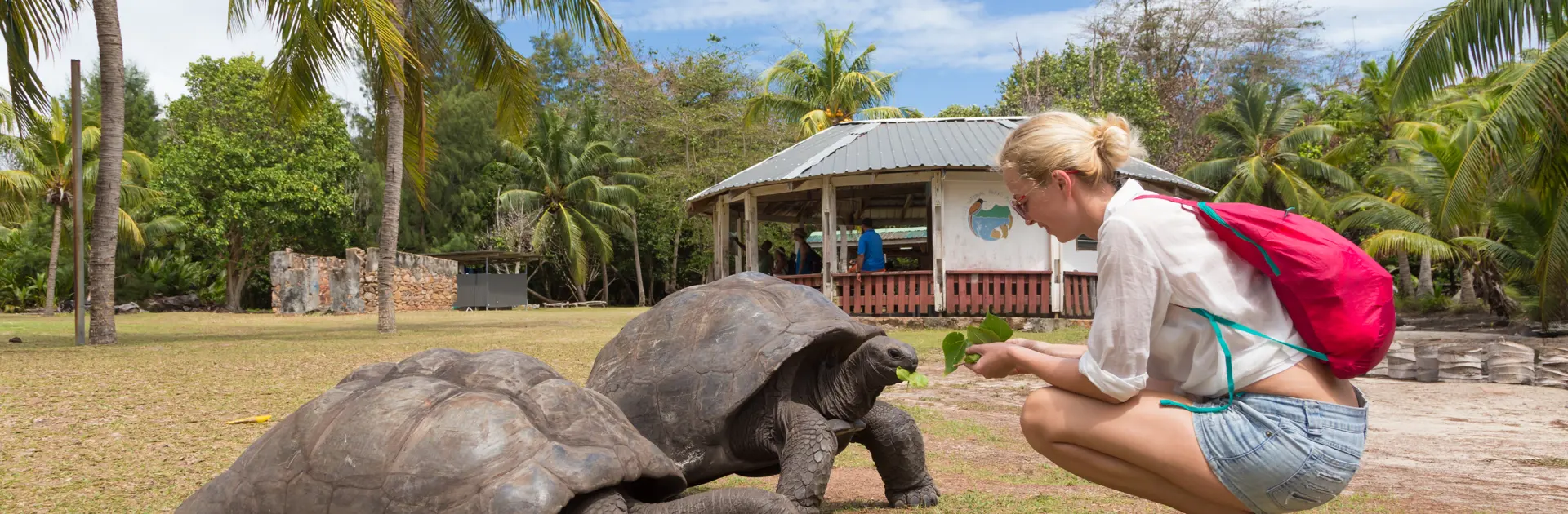 shutterstock_515312467 old Aldabra giant tortoises, Aldabrachelys gigantea, in National Marine Park on Curieuse island, close to Praslin.jpg