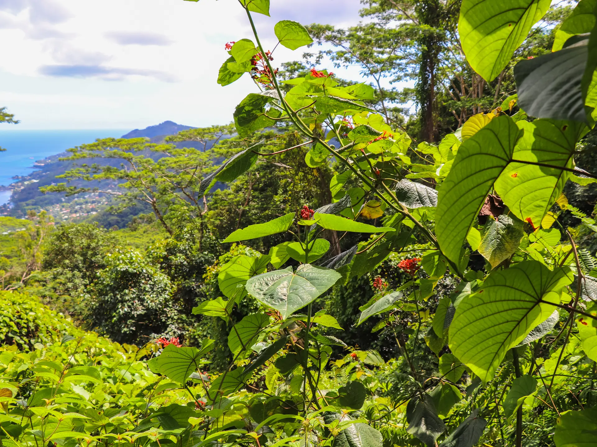 shutterstock_741791905 Seychelles nature. Mahe island. Dans Gallas trail.jpg