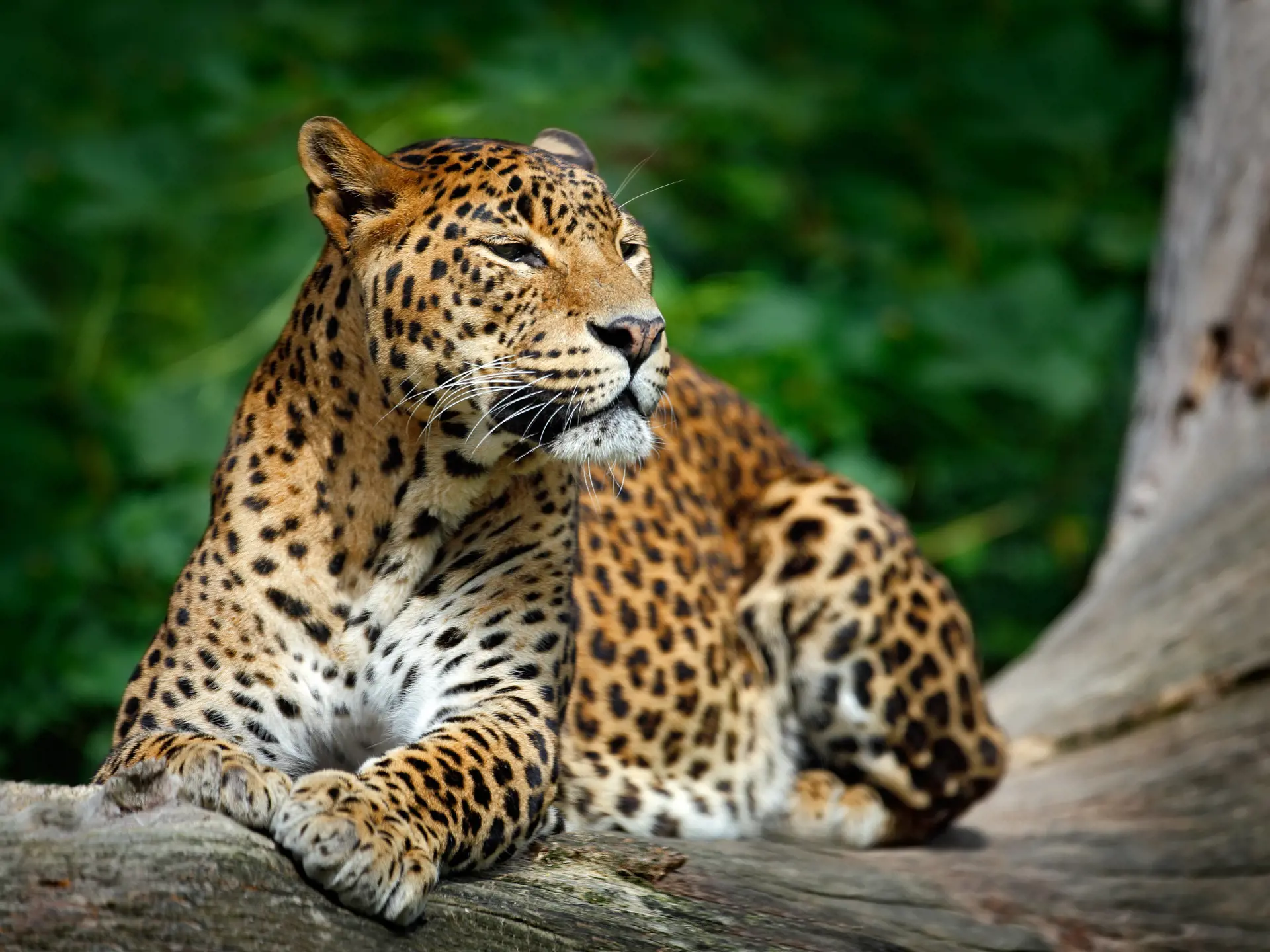 shutterstock_351667181 Sri Lankan leopard, cat lying on the tree in Yala.jpg