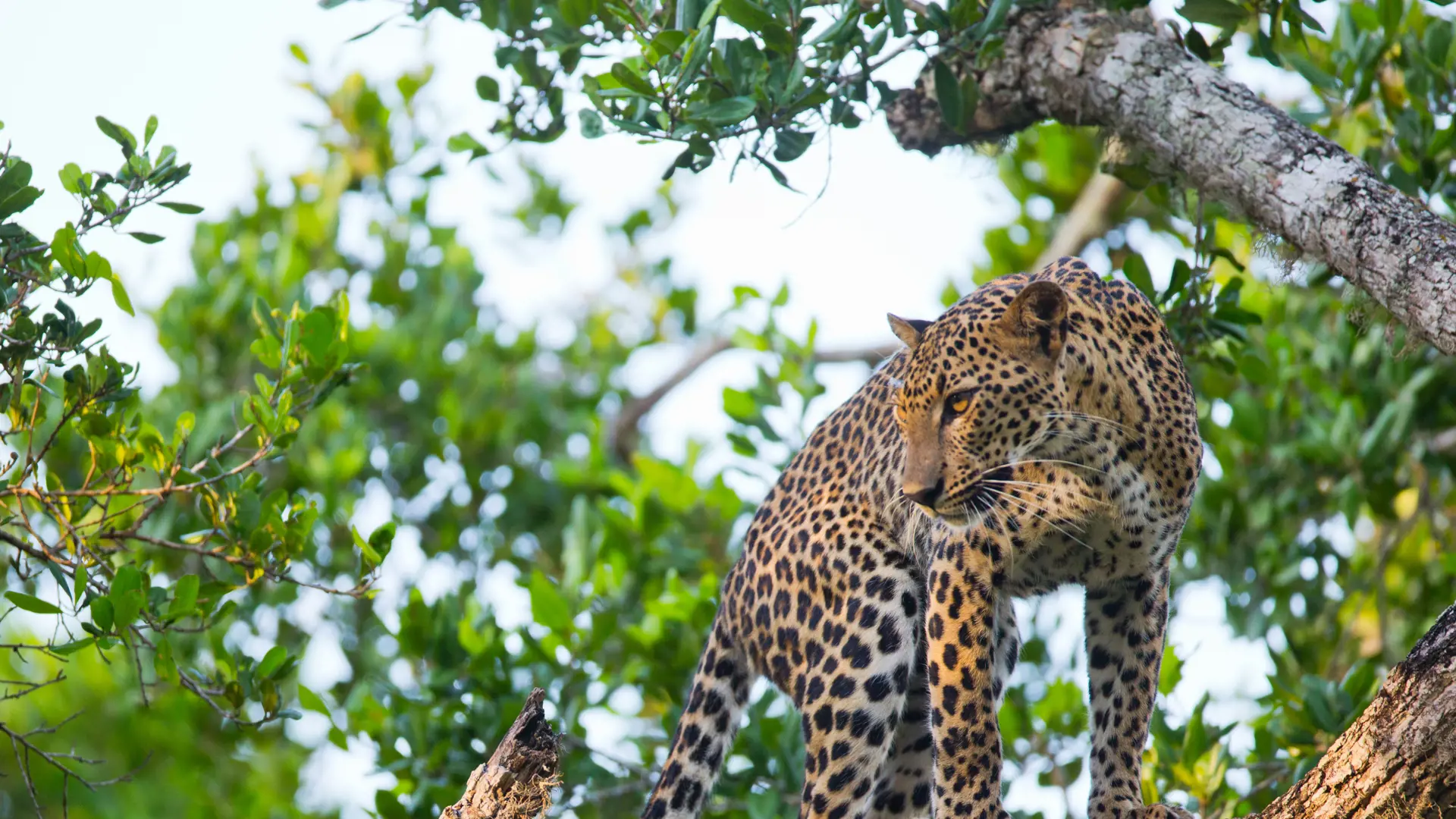 shutterstock_336636626 Leopard standing on a large tree branch. Sri Lanka..jpg