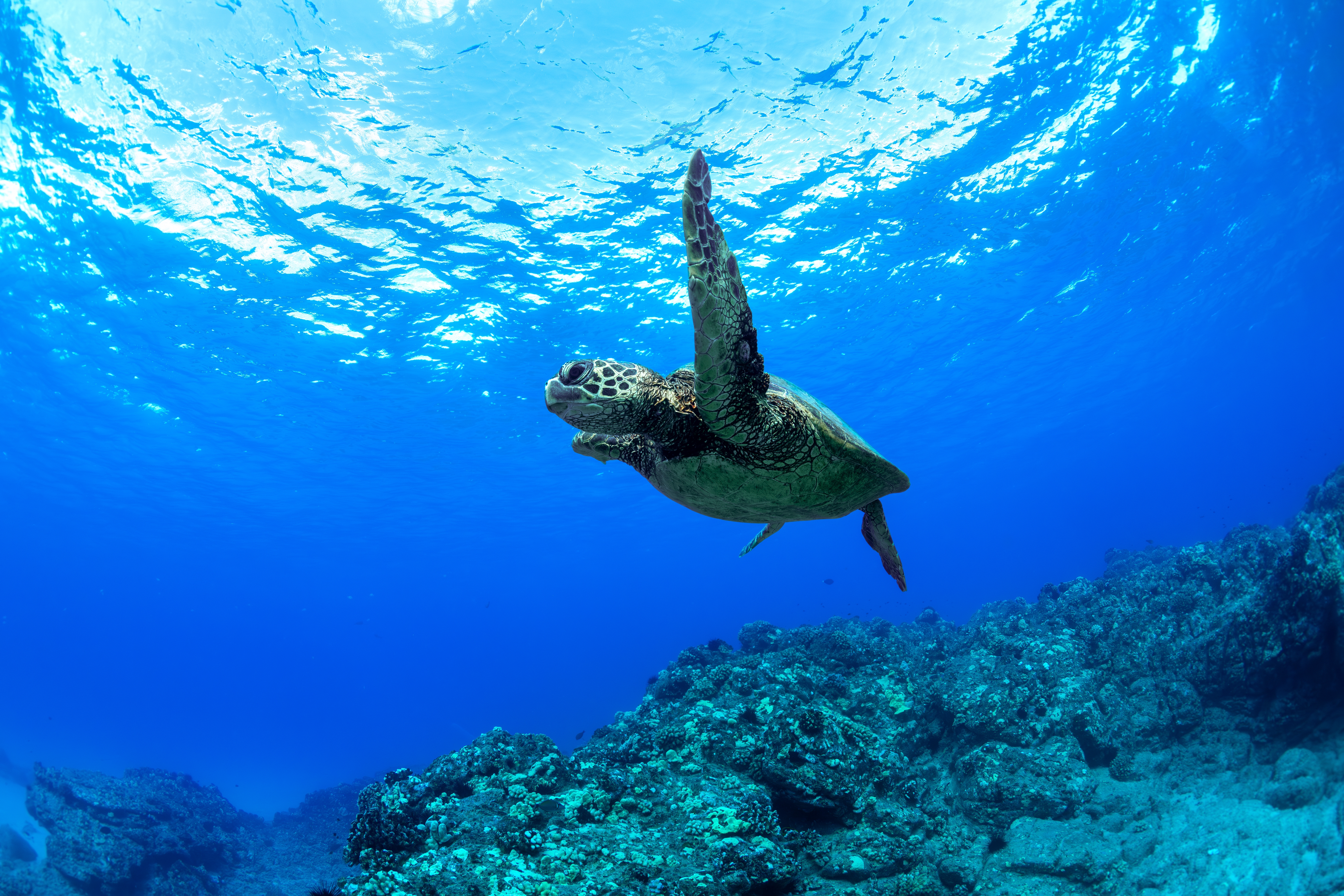 Shutterstock 2538872415