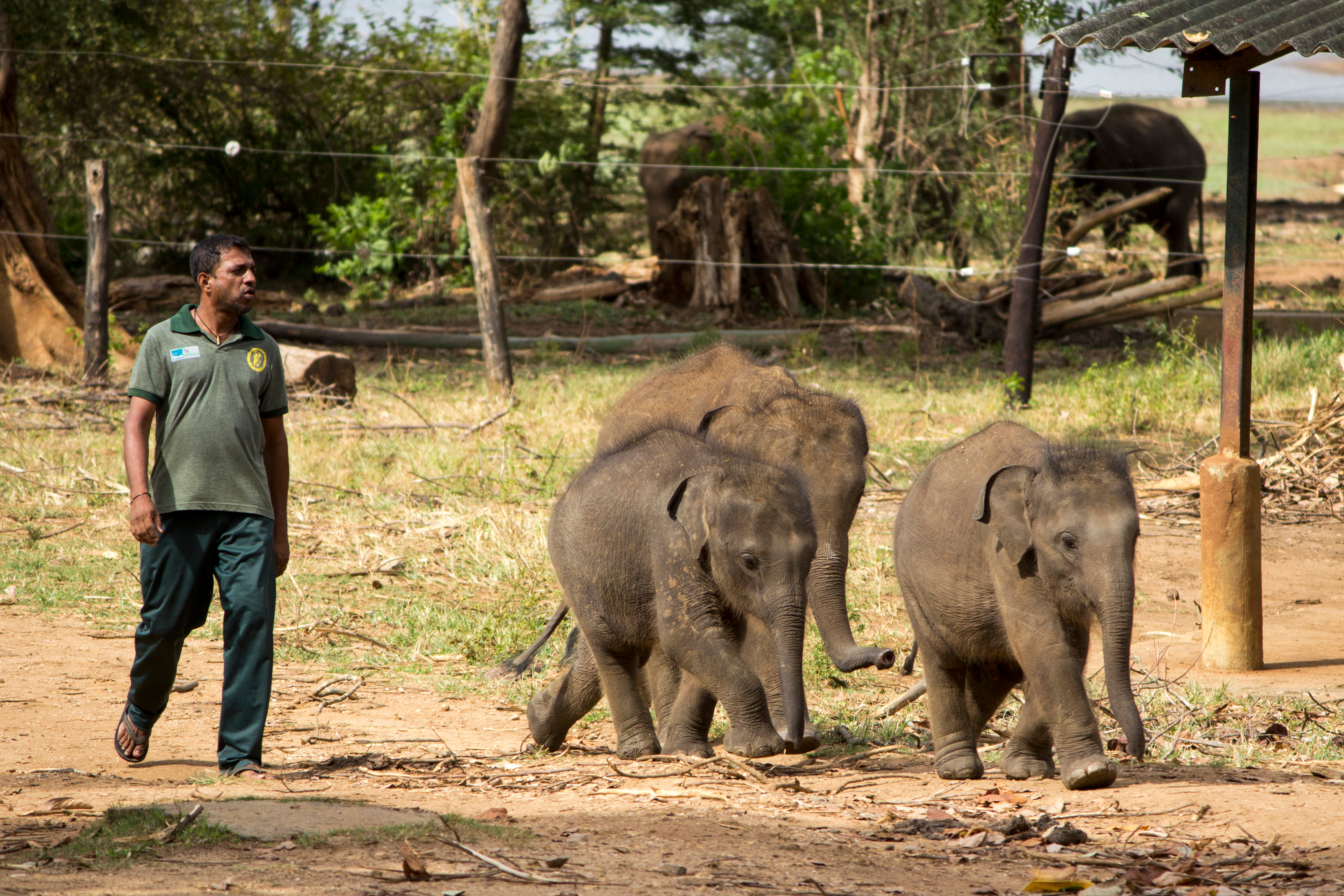 Shutterstock 1746957692 (Elefant Børnehave Udawalawe)