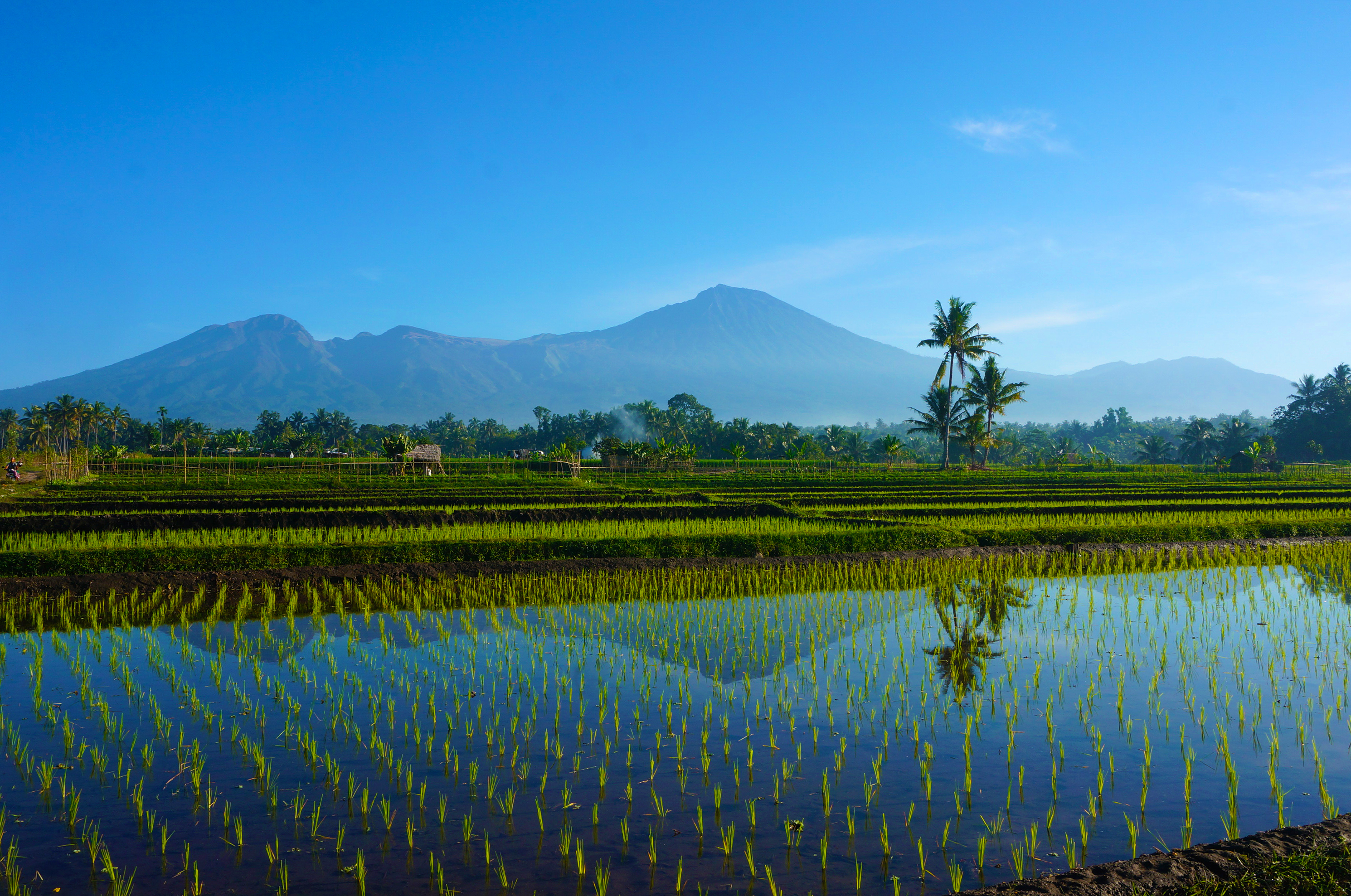 Rismarker Og Rinjani