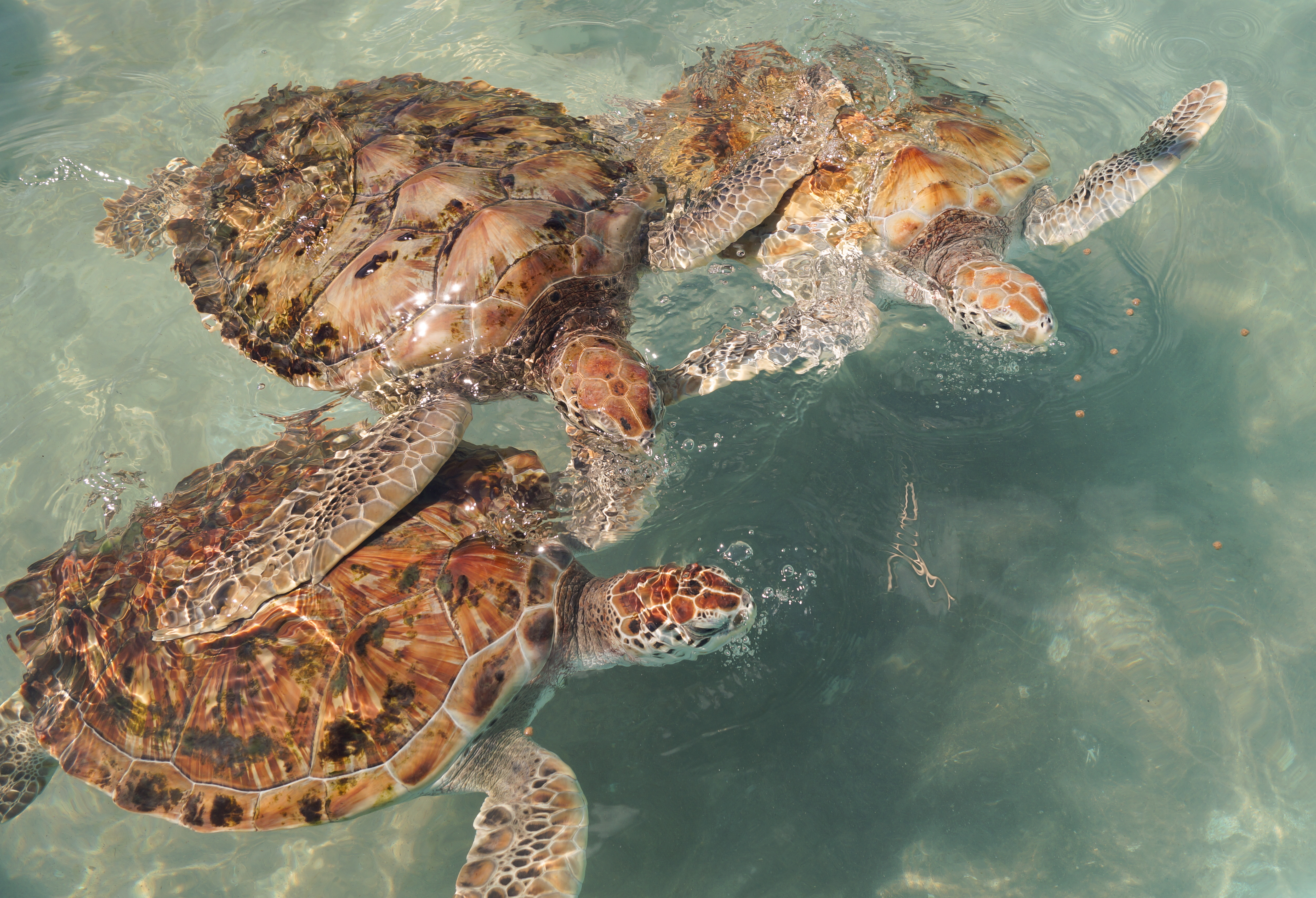 Shutterstock 1724746267 (Sea Turtles Being Fed Pellets Within The Sea Turtle Sanctuary In Isla Mujeres )