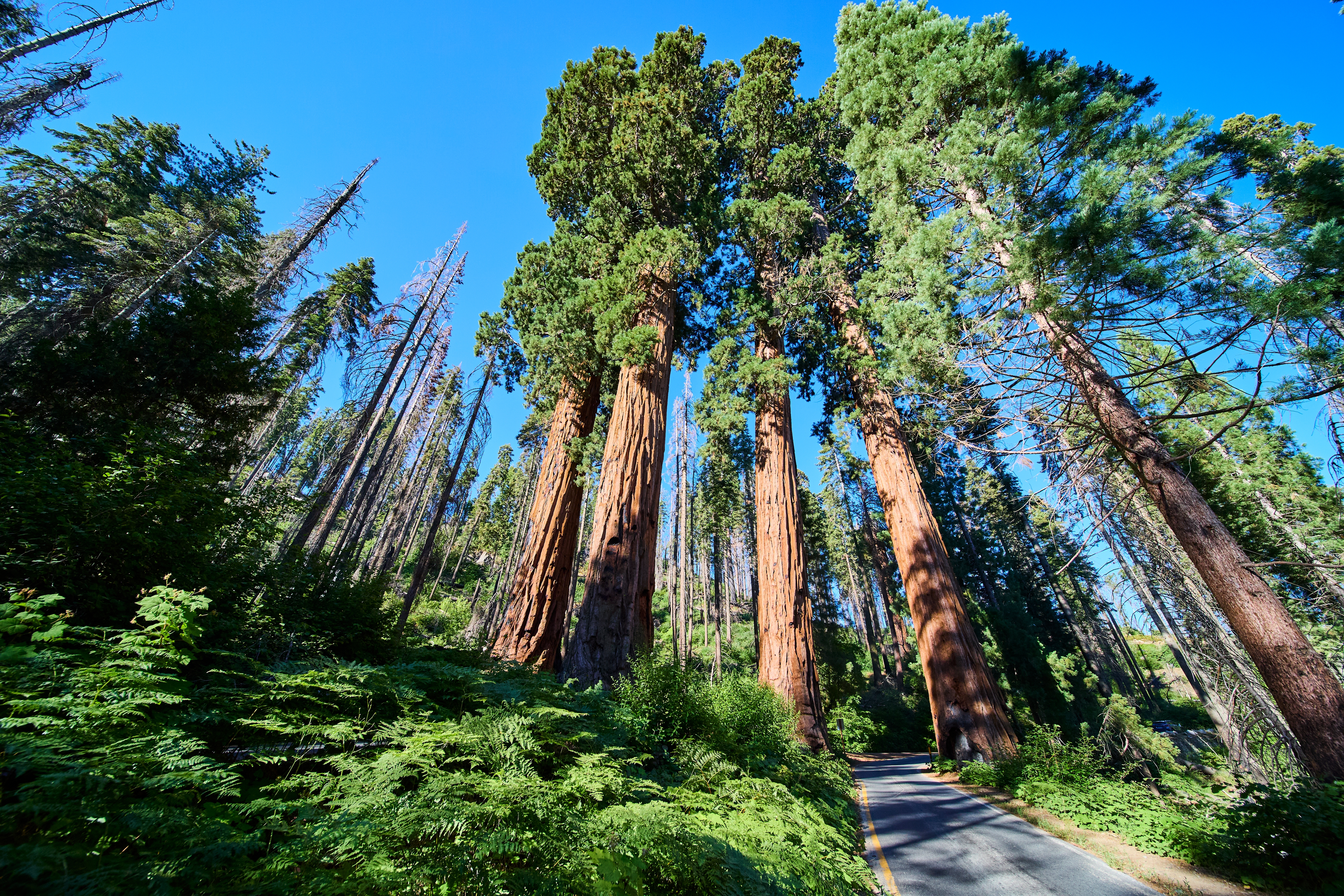 Sequoia National Park Shutterstock 2692914065