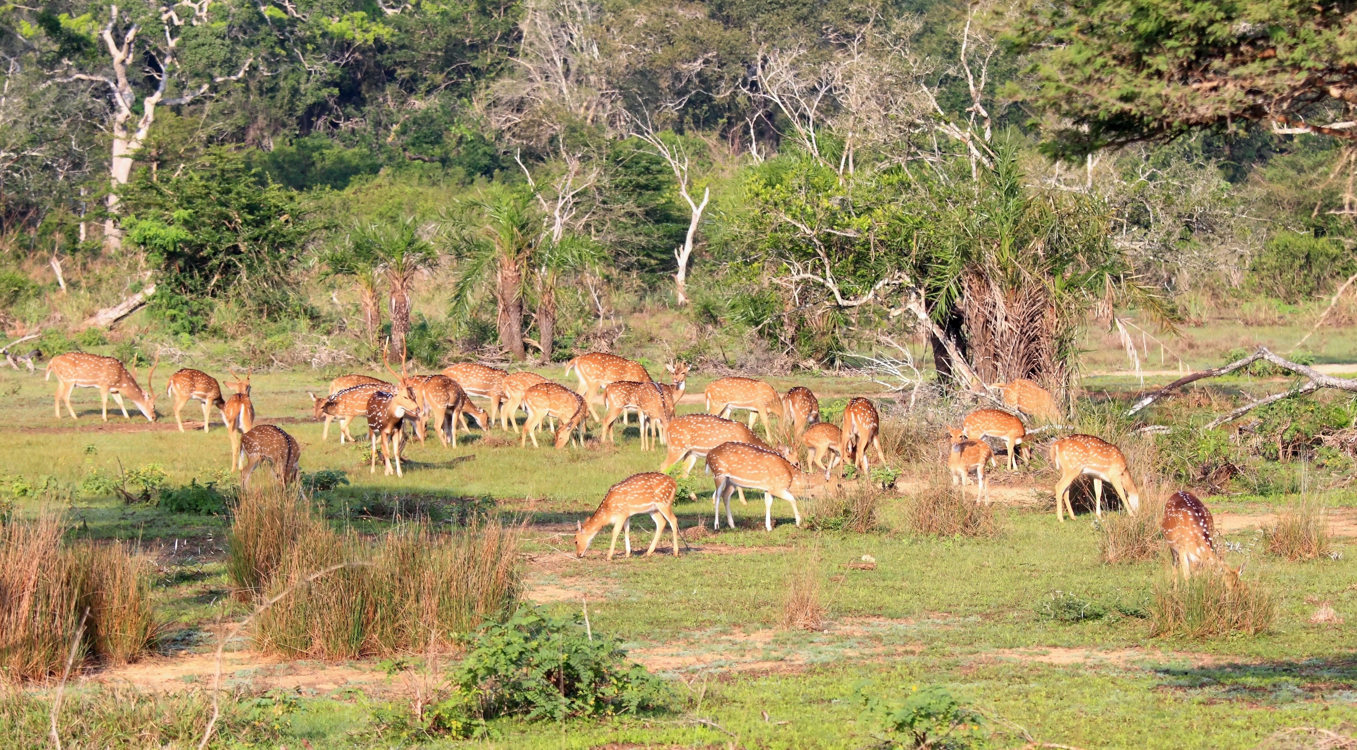 Shutterstock 599608892 (Herd Of Sri Lankan Axis Deer, Axis Axis Ceylonensis, Also Called Ceylon Spotted Deer, National Park Wilpattu, Sri Lanka)
