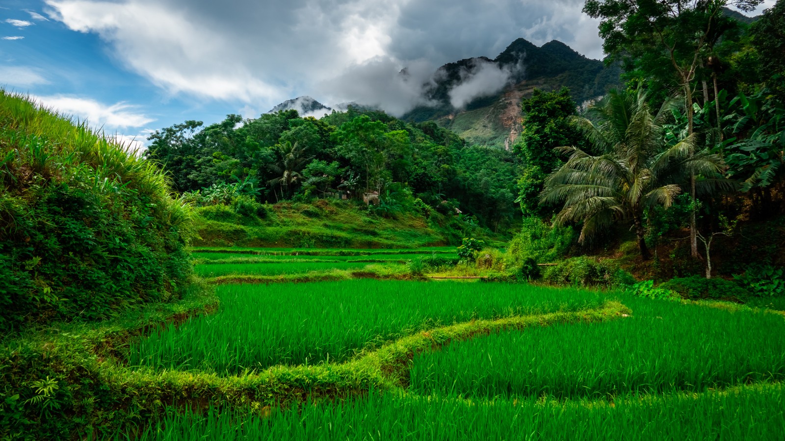Rismarker I Mai Chau Vietnam