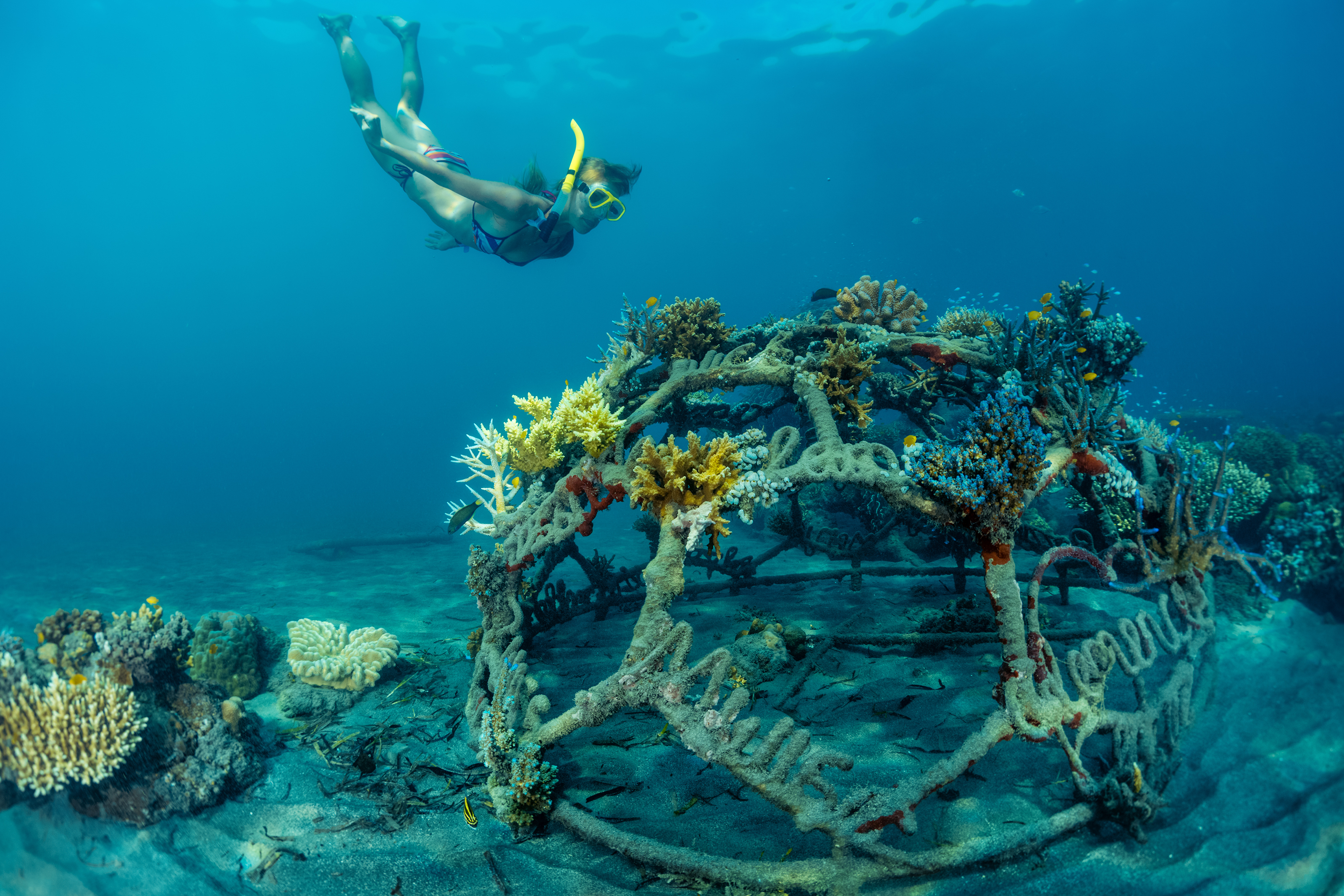 Shutterstock 464316590 Young Lady Snorkeling Over Metal Structure With Baby Corals In The Reef Restoration Area In Pemuteran