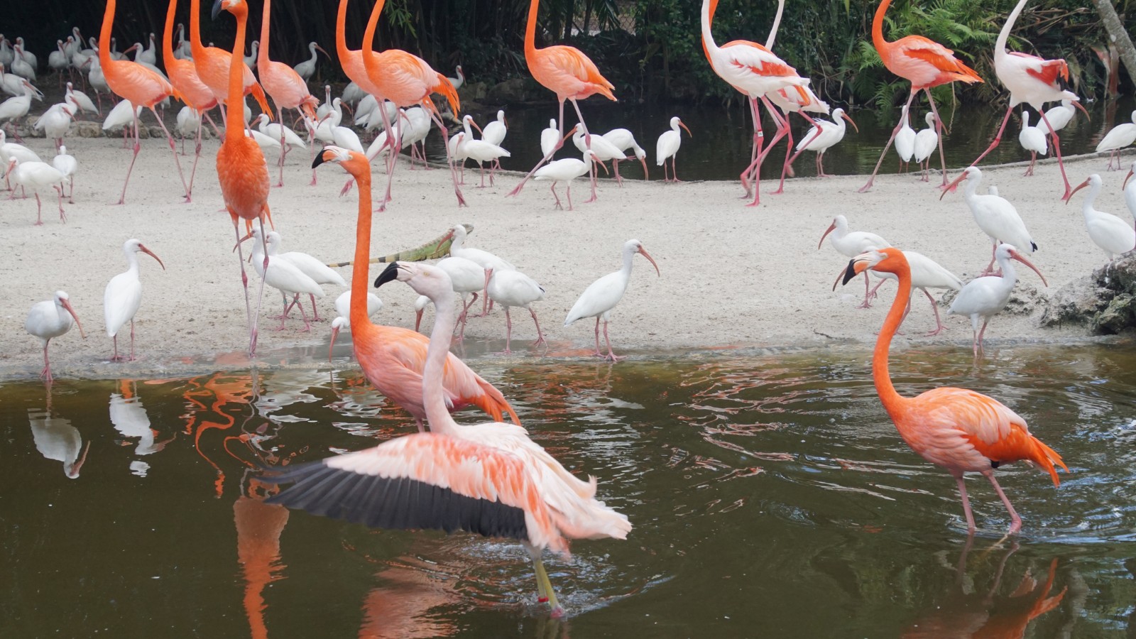 Flamingo Everglades National Park Florida Usa