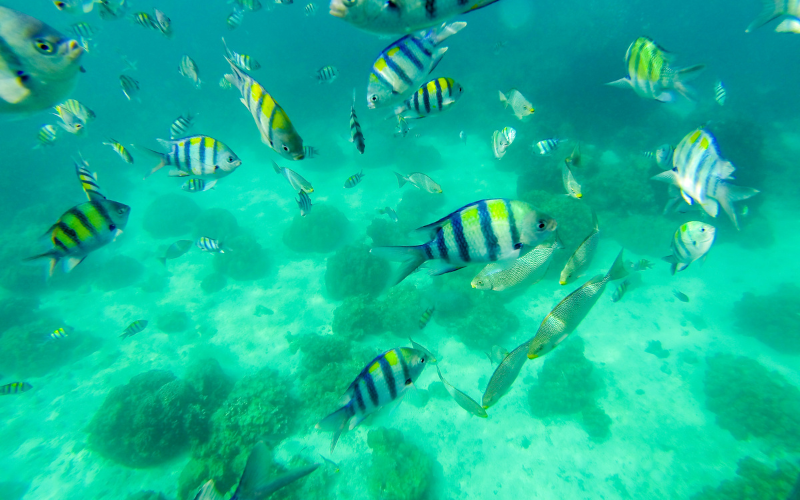 Snorkling Phuket Kata