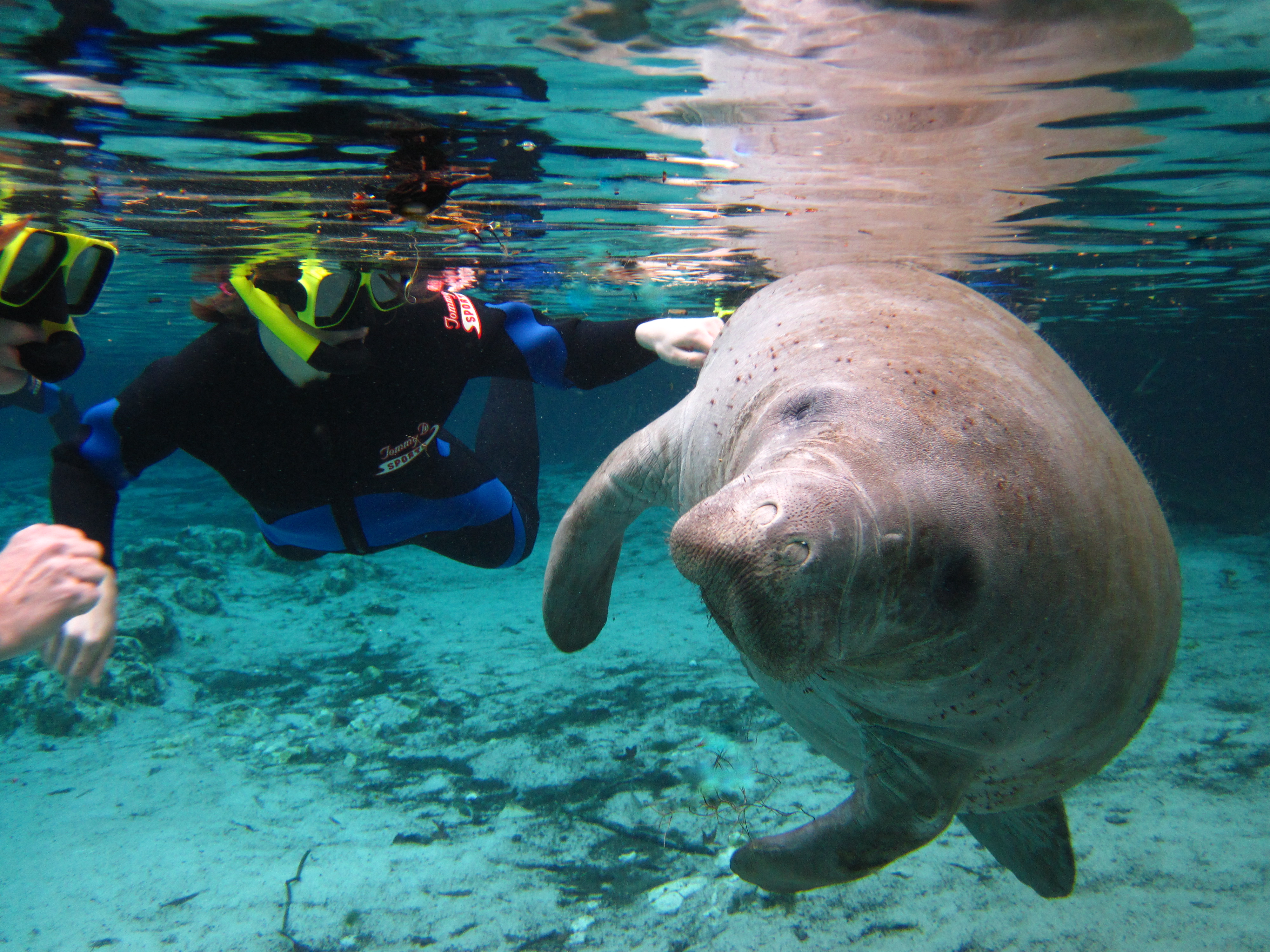Manatee And Snorkeler Roll Over