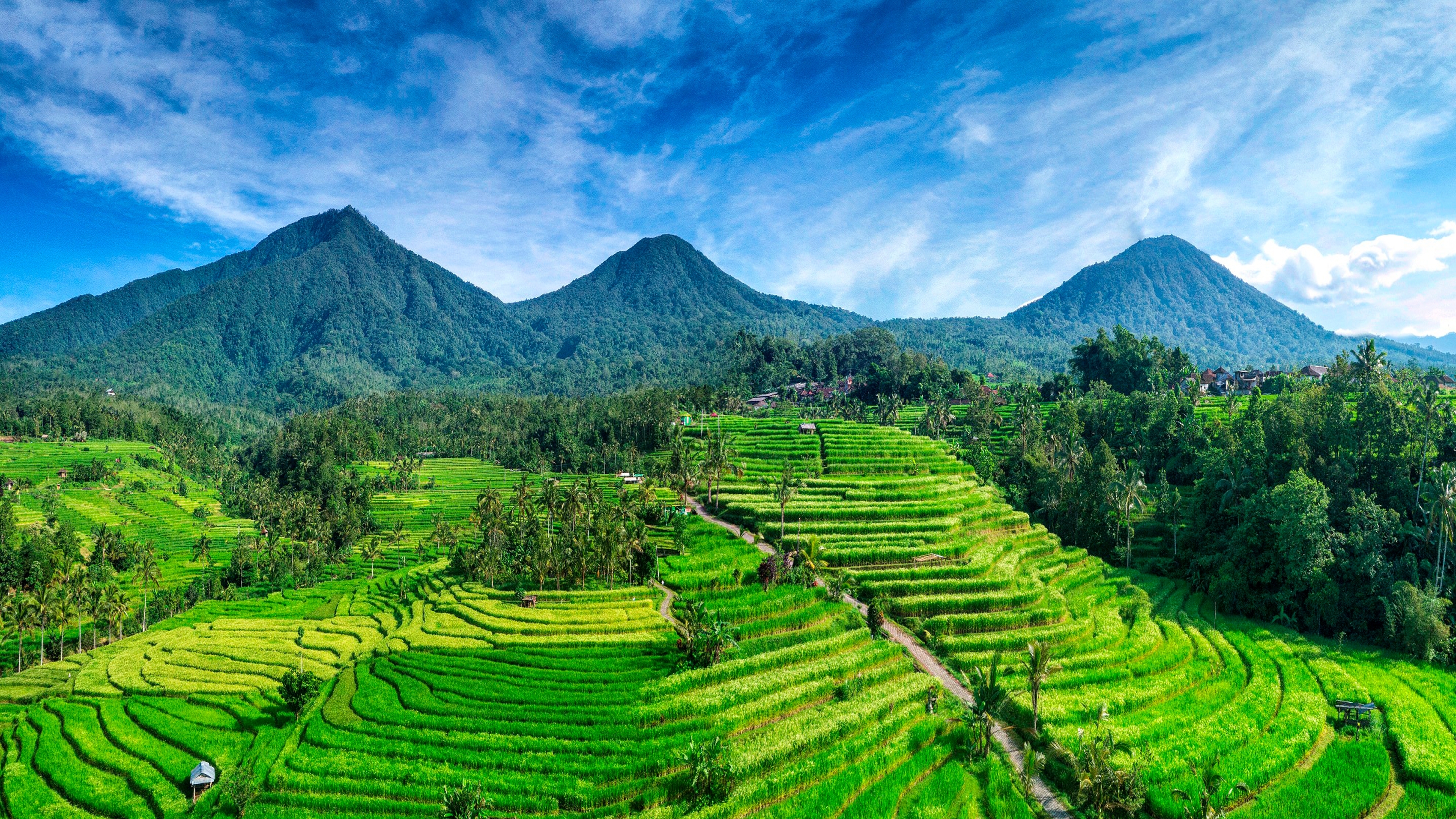 Shutterstock 2317009667 (In Jatiluwih Paddy Rice Beautiful Happy)
