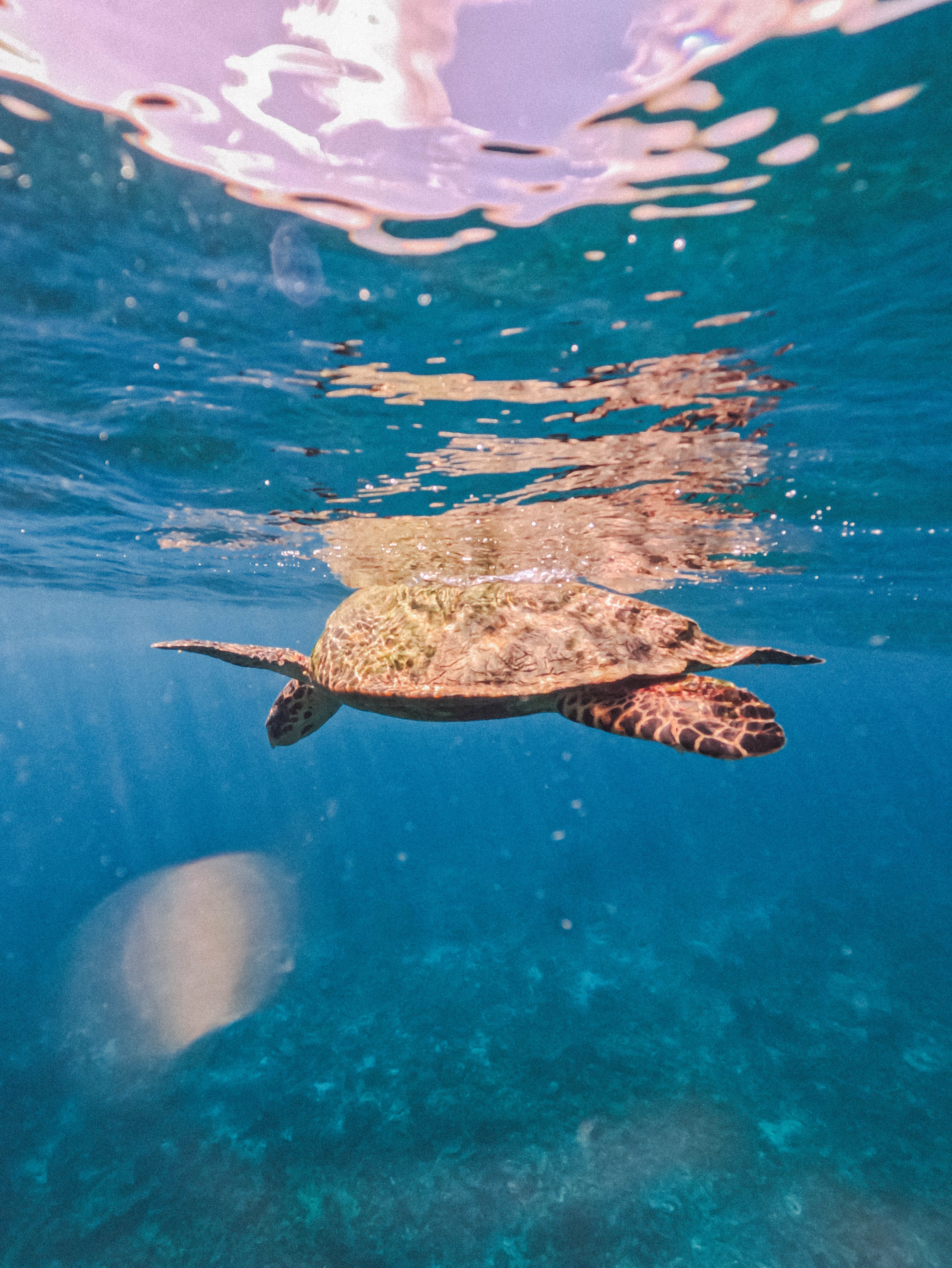 Reethi Faru Resort(1) (1)