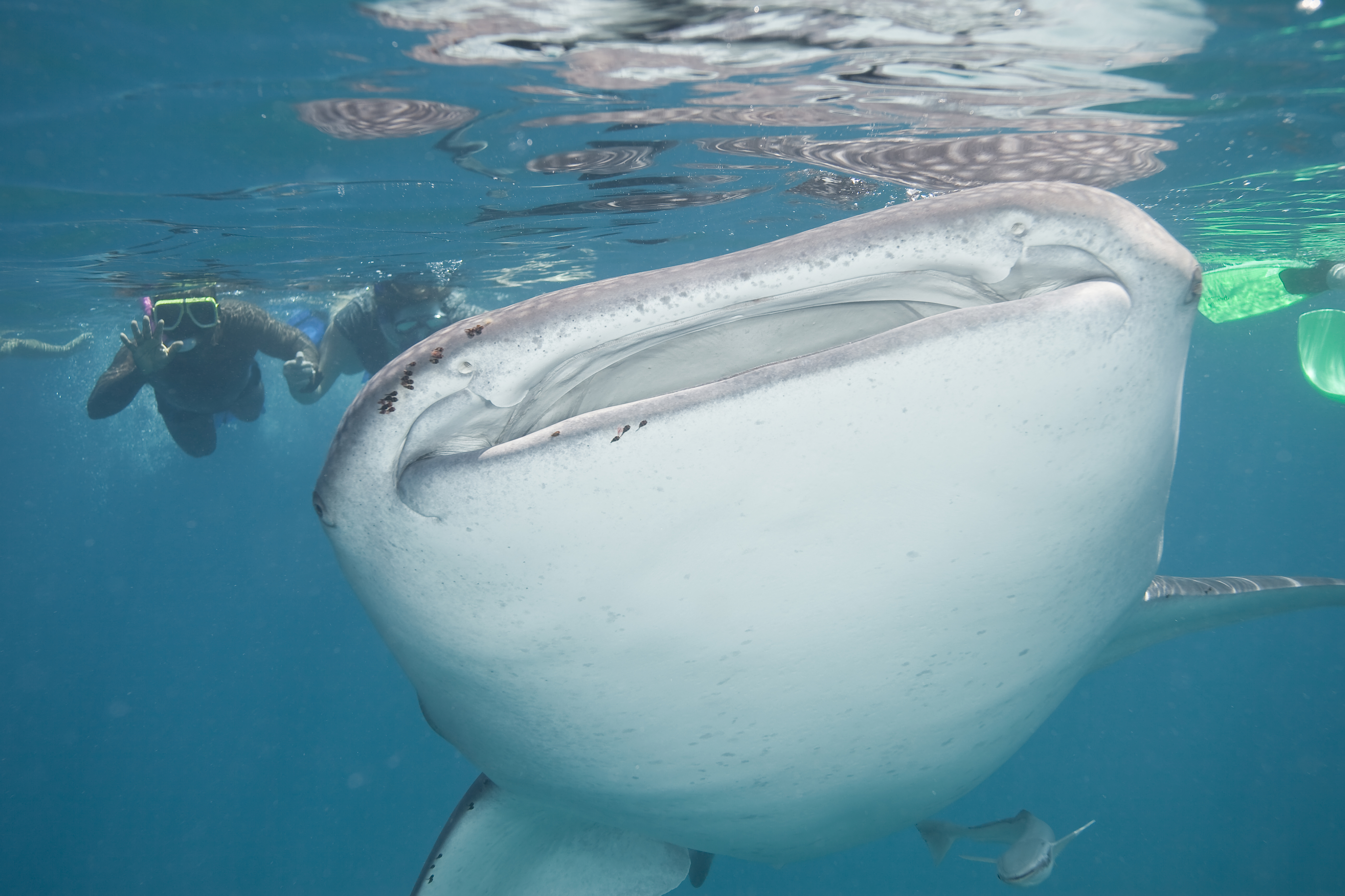 Nærbillede af hvalhaj under snorkling ud for Isla Holbox i Mexico