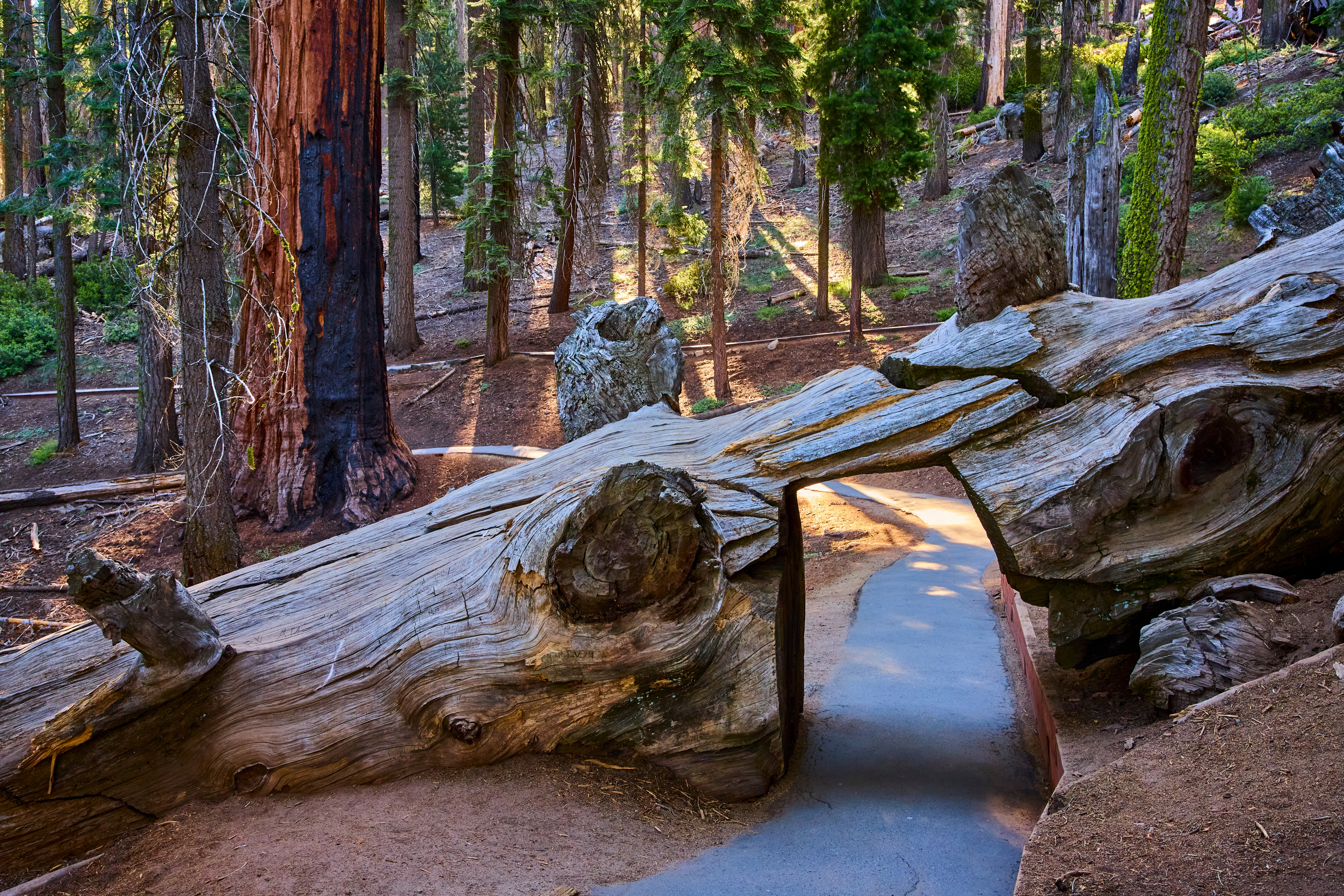 Sequoia National Park Shutterstock 2683549055