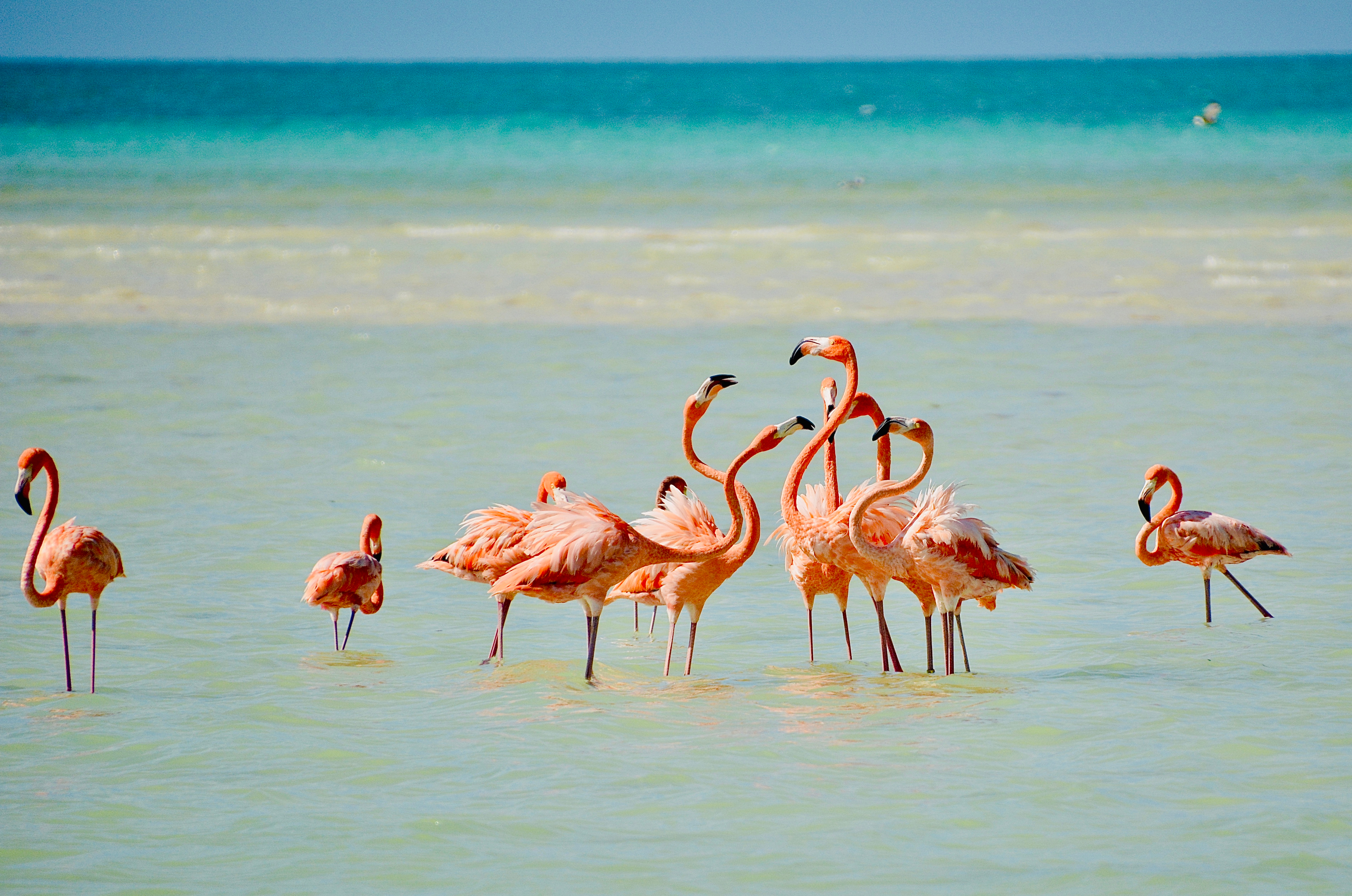 Shutterstock 1640149438 (Flamingos On Isla Holbox, Mexico)