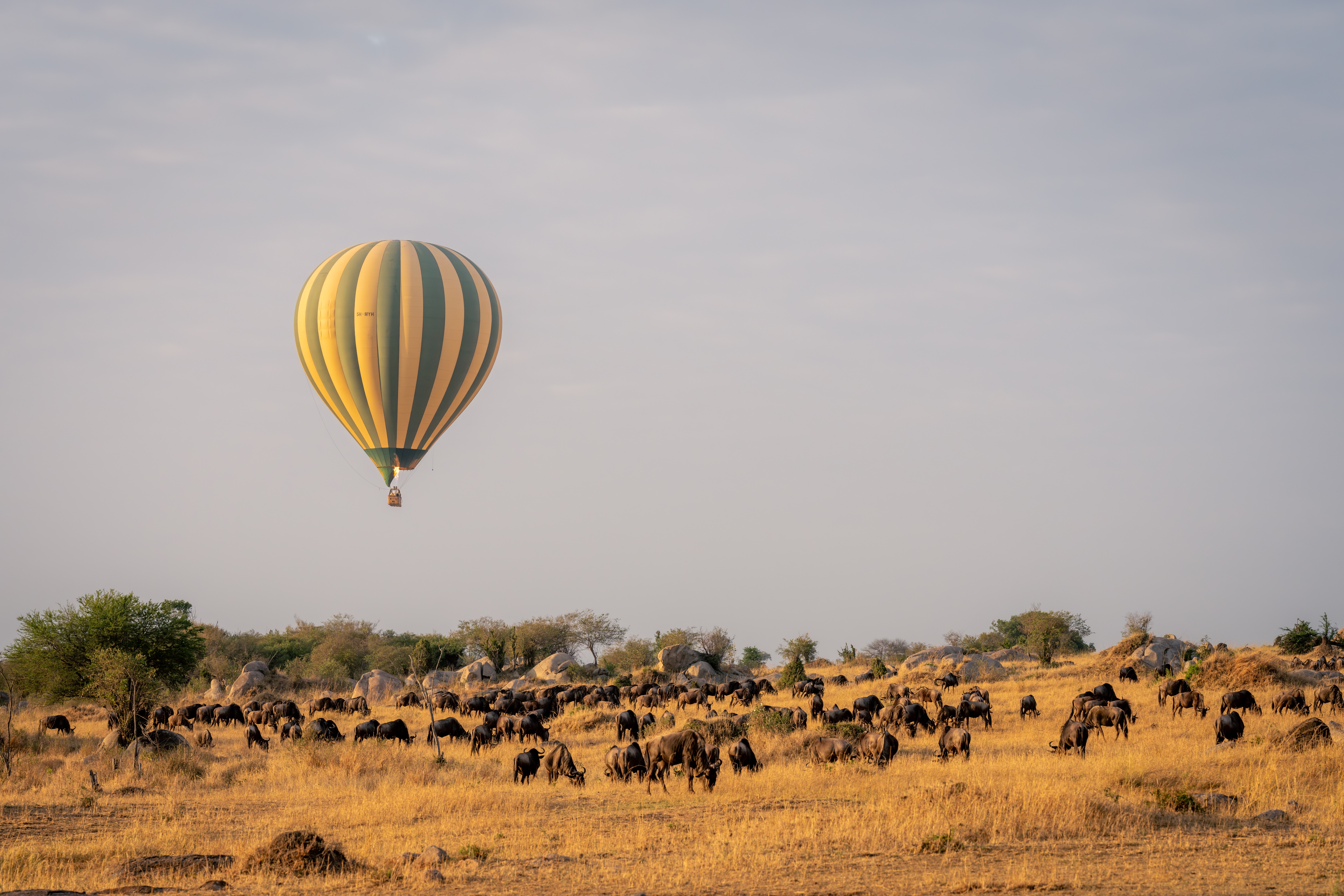 Serengeti Balloon Safari Shutterstock 2389537795
