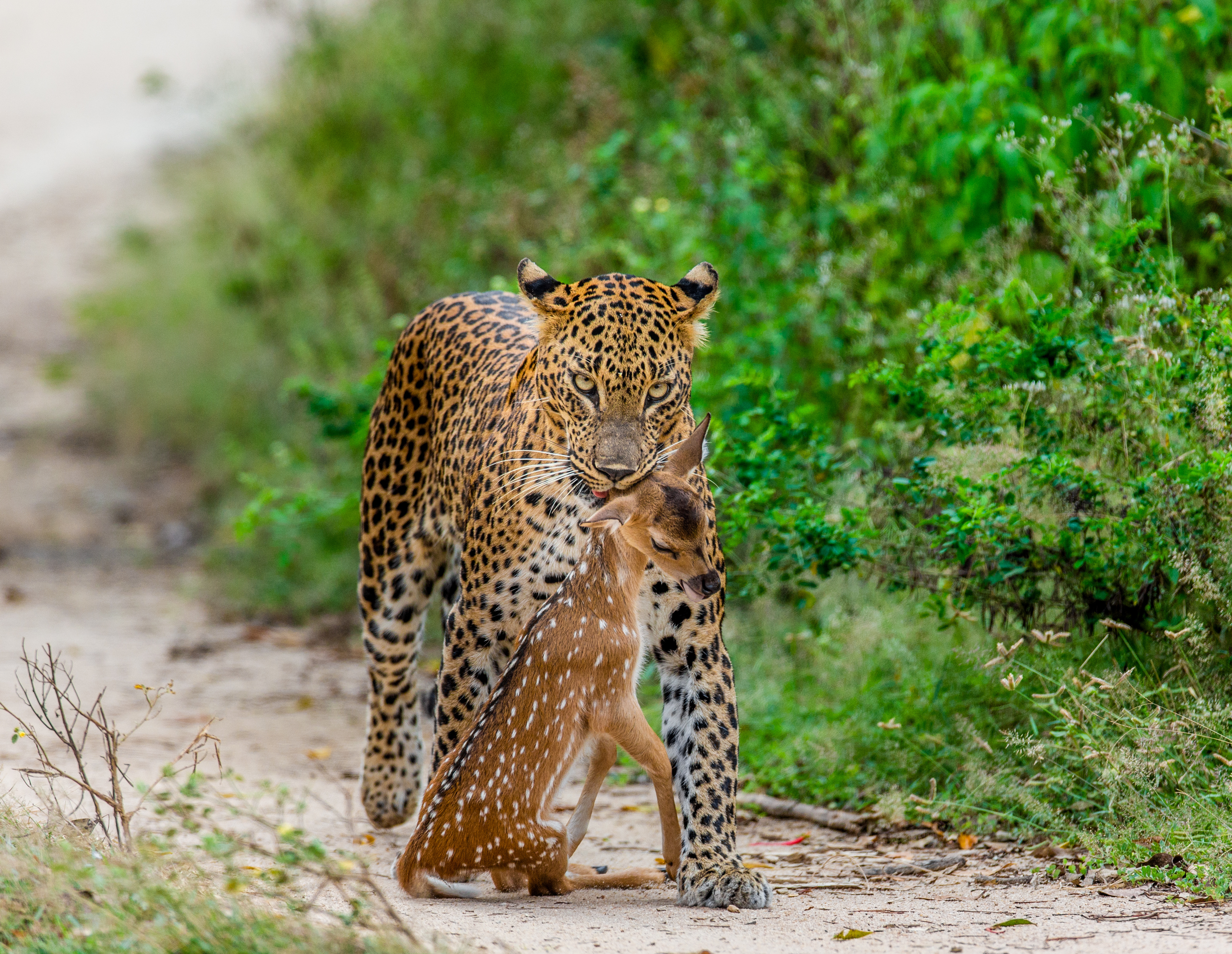 Adobestock 303194416 (Leopard Med Bytte I Yala NP)