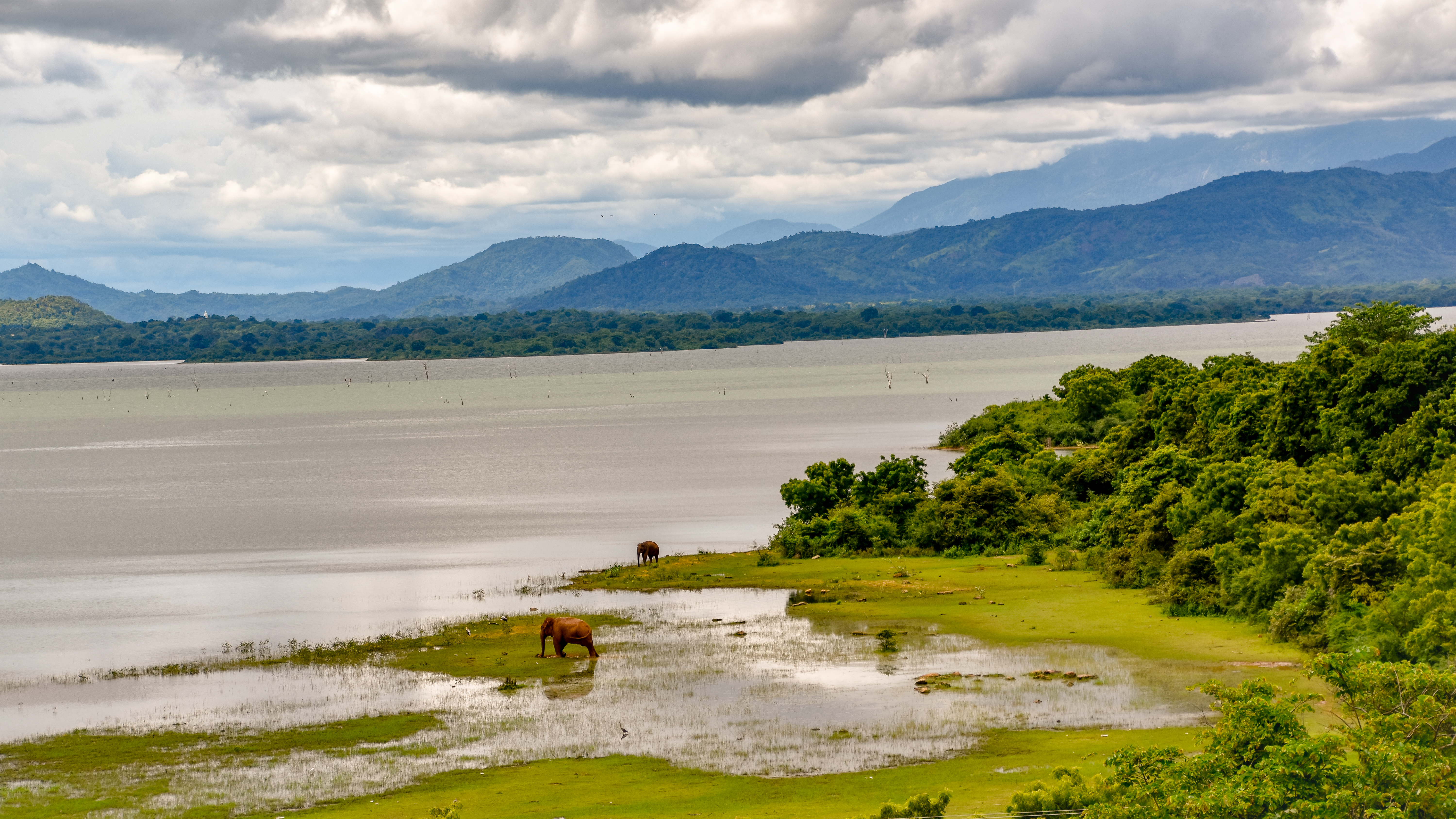 Shutterstock 1246488700 (Elephants In The Udawalawe National Park On Sri Lanka)