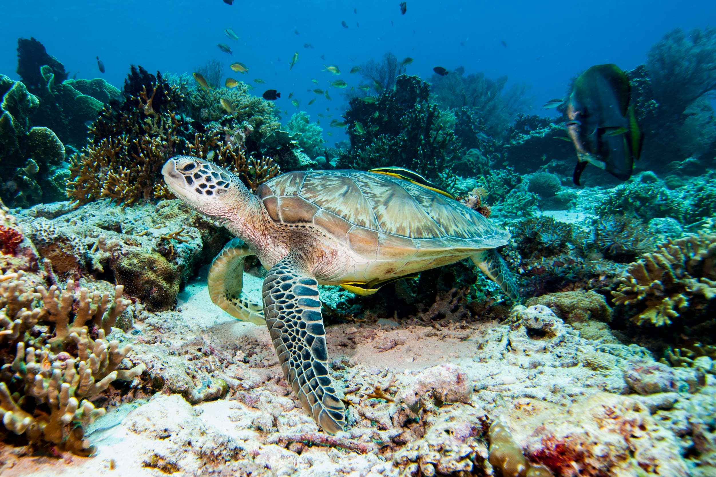 Sea Turtle Pemuteran Shutterstock 1308101665