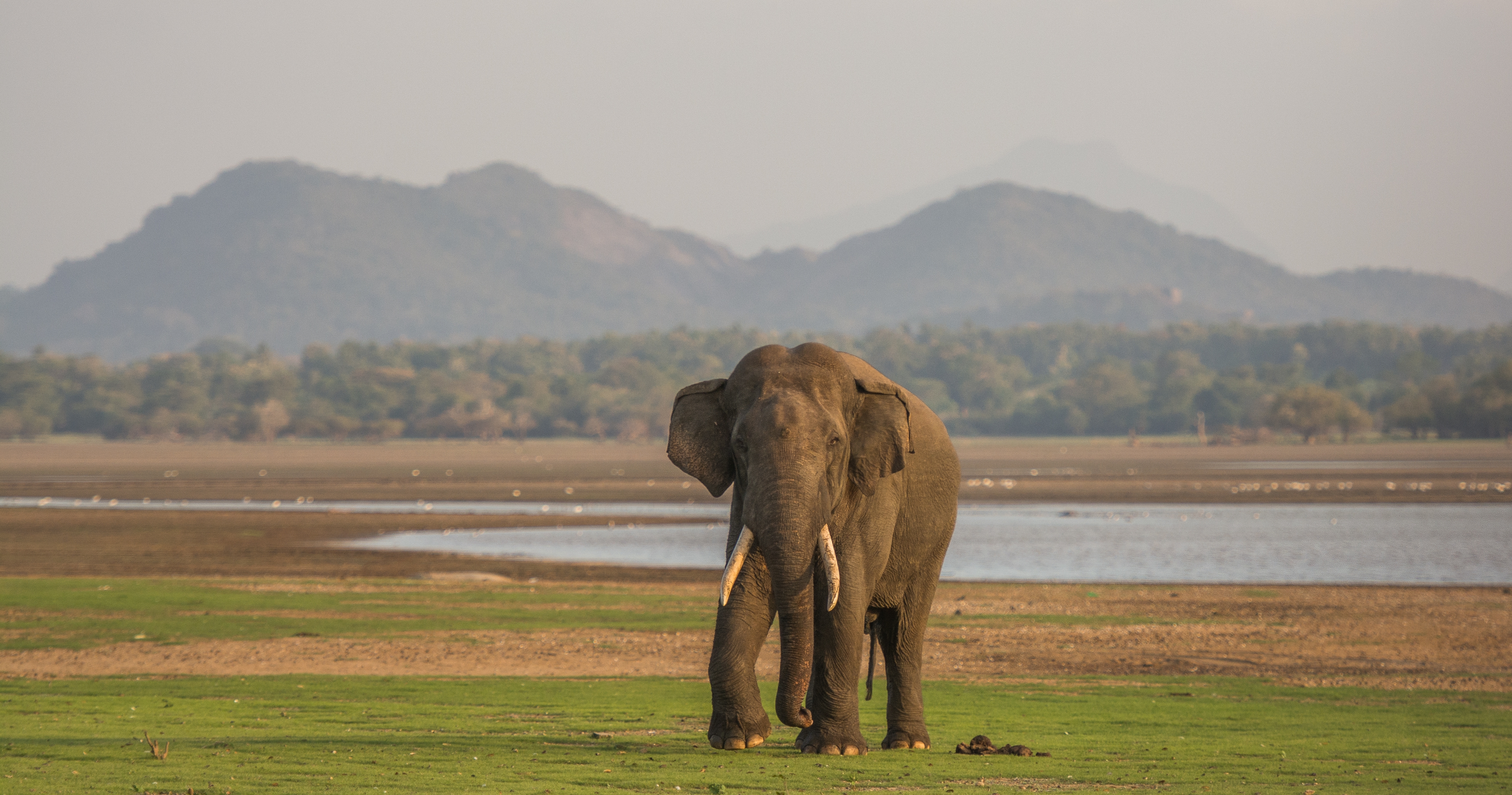 Shutterstock 2380878609 (Wild Elephant, Wild Tusker, Asian Elephant, Elephant Srilanka, Wilpattu National Park, Yala National Park)