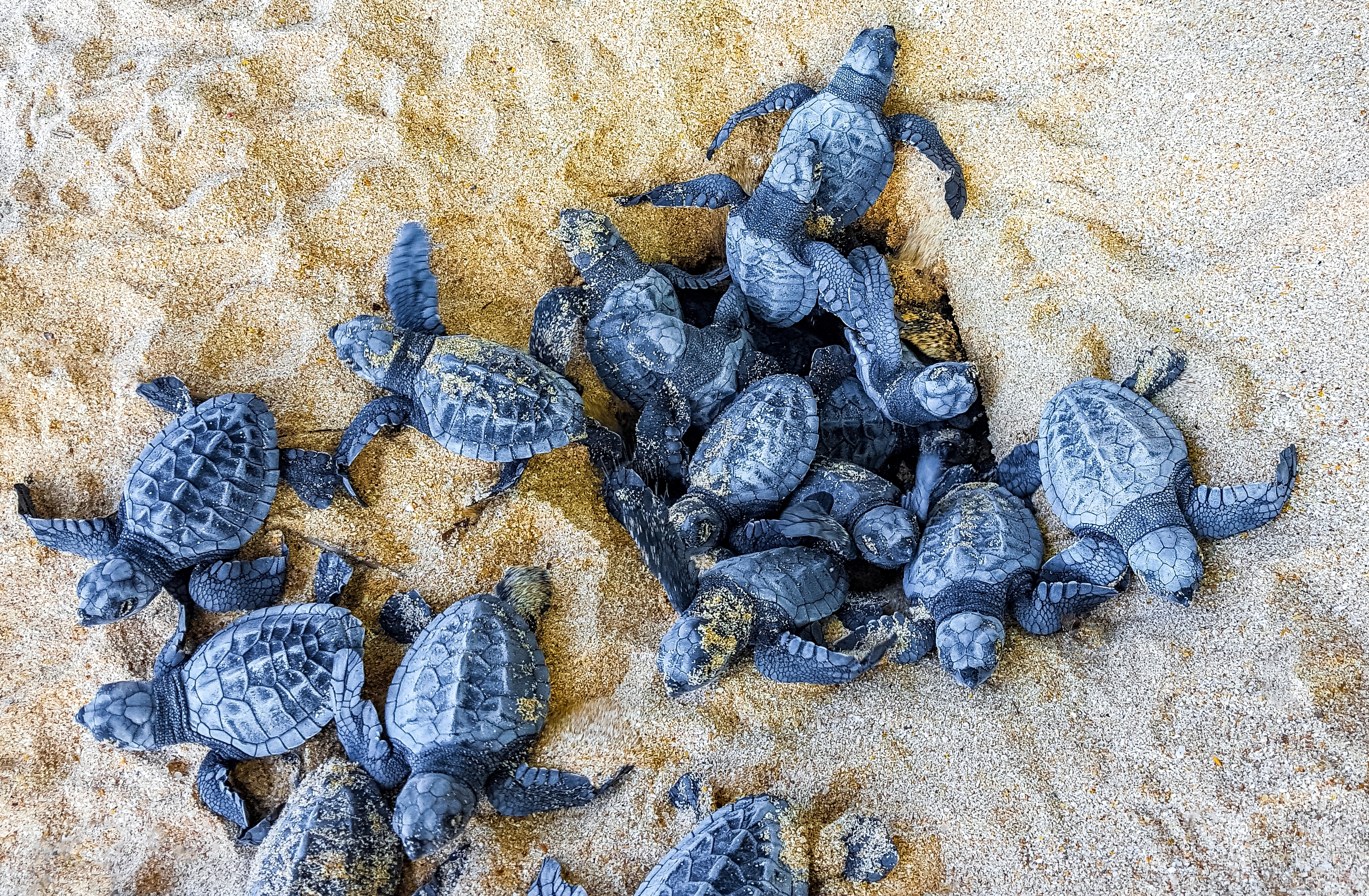 Shutterstock 2458158655 (Many Small Baby Turtles Crawl Out Of The Sand Nest To The Sea In Mirissa Beach Matara District Southern Province Sri Lanka.)