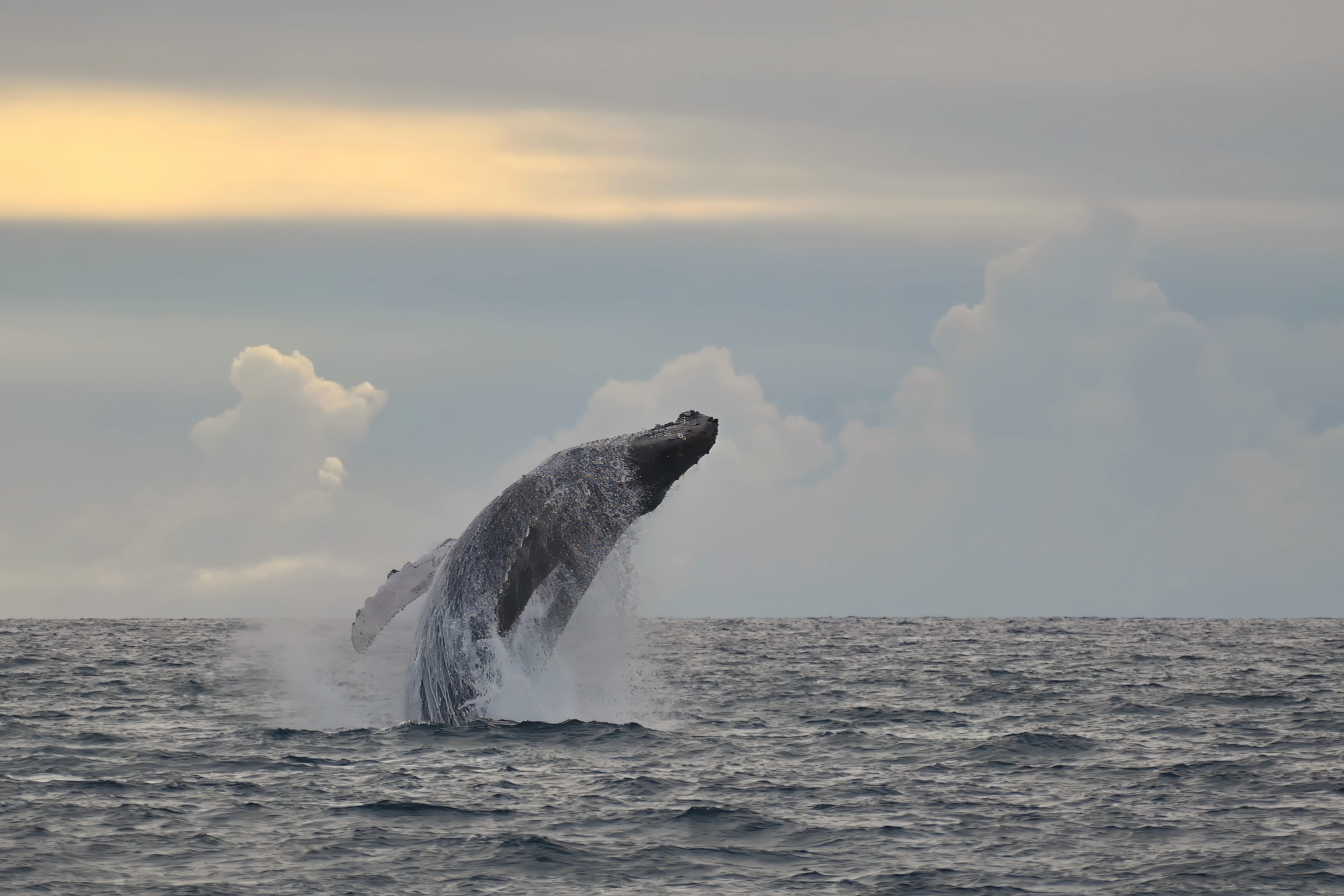 Pukkelhval På Maui Hawaii Shutterstock 2715040135
