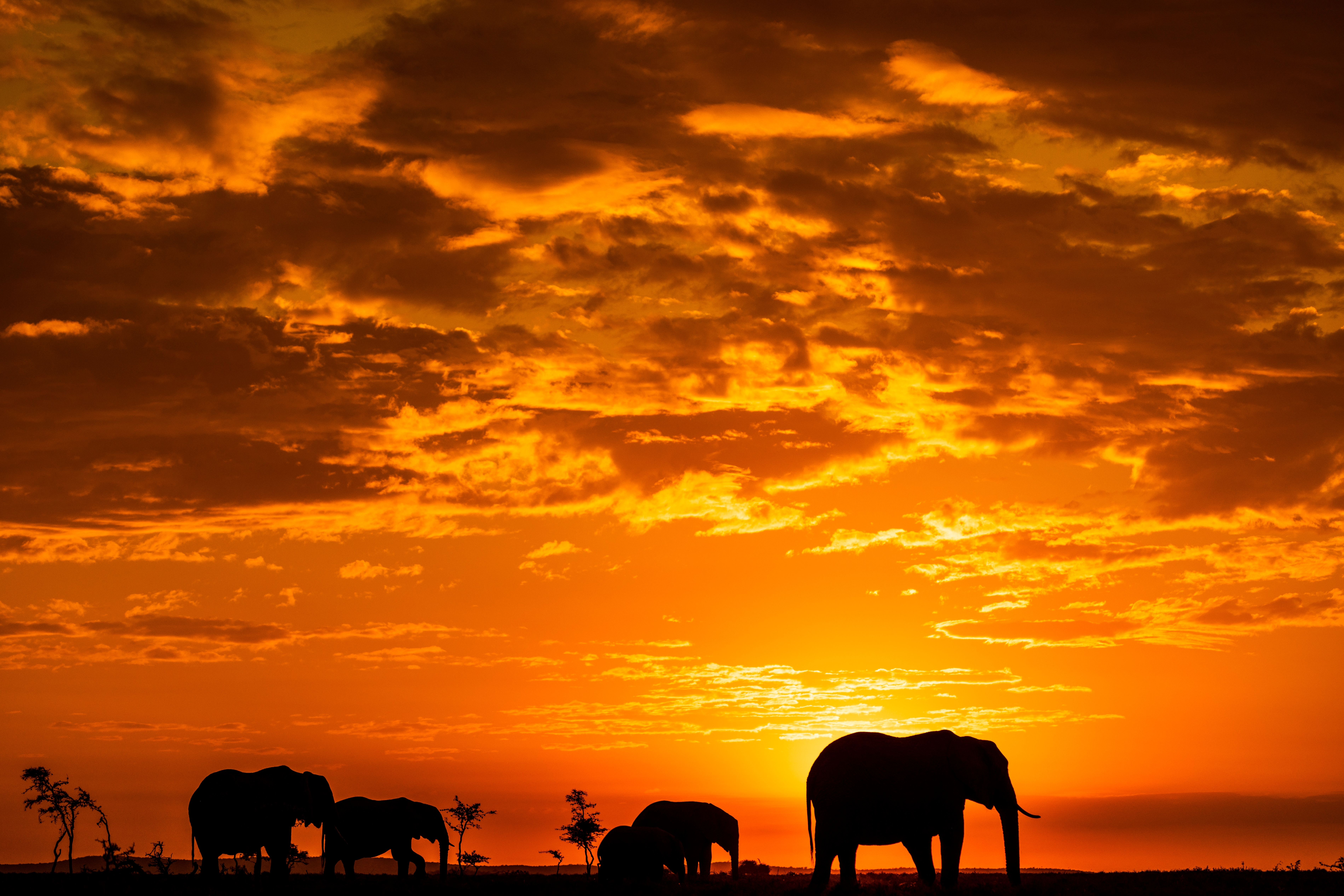 Masai Mara Sunrise Shutterstock 2253778903