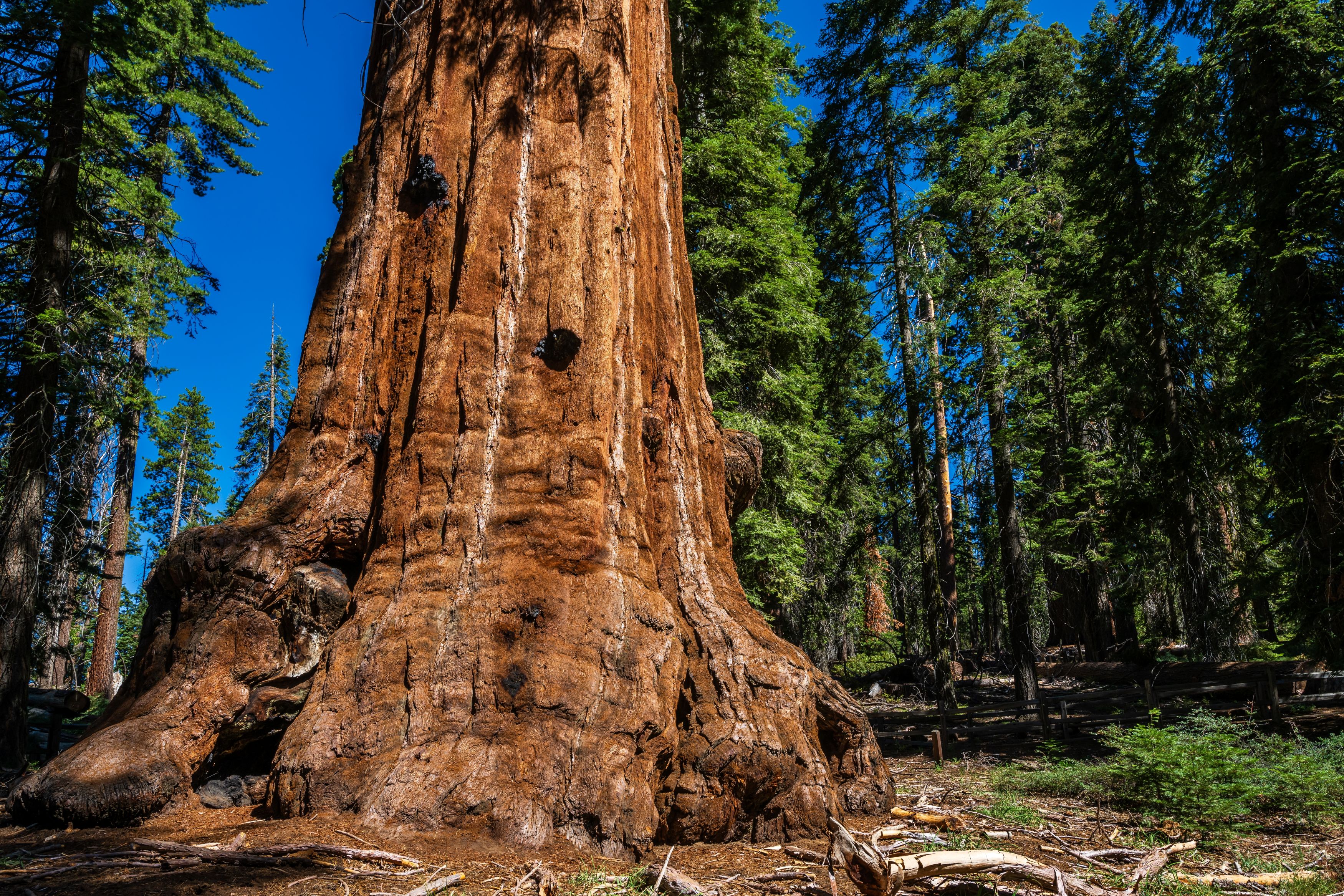 General Grant Tree Kings Canoyn Shutterstock 2354332889