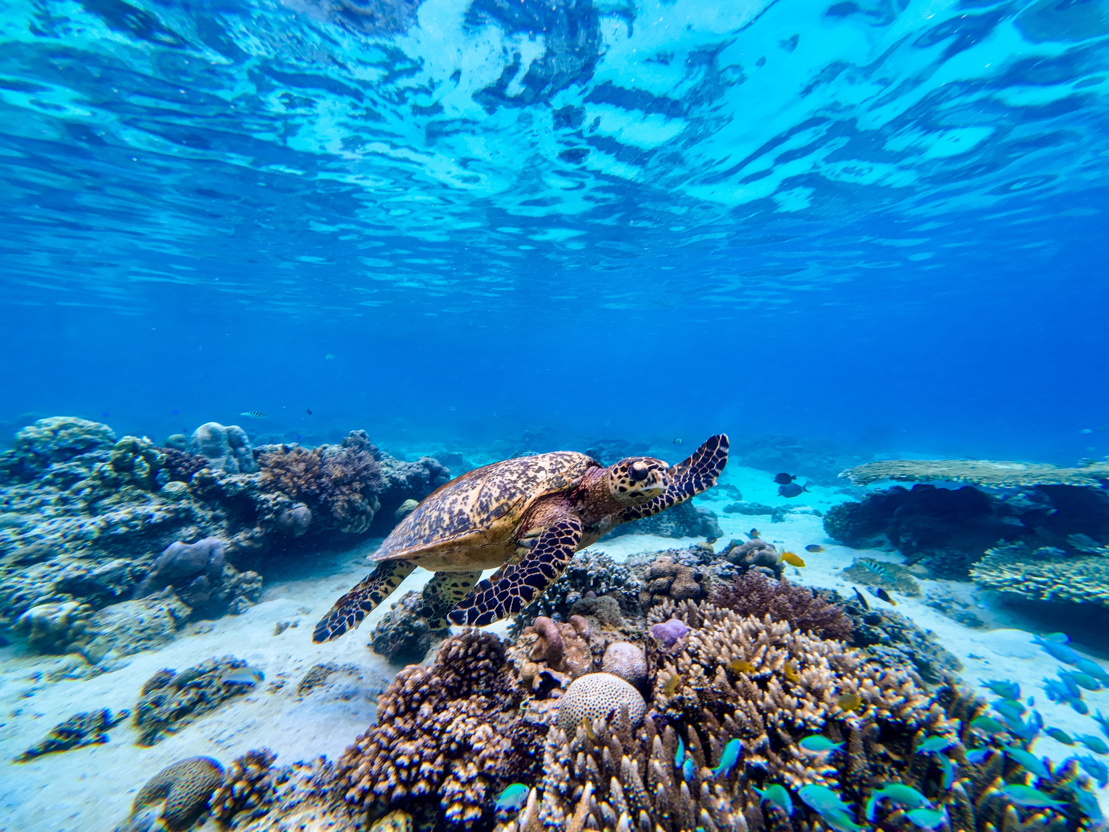 Snorkling Gili Islands Shutterstock 2558363559