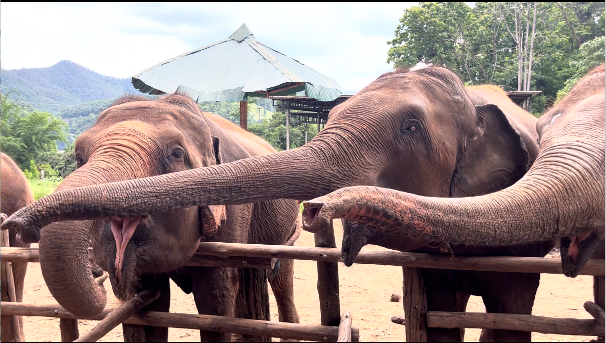 Elefanter Chiang Mai
