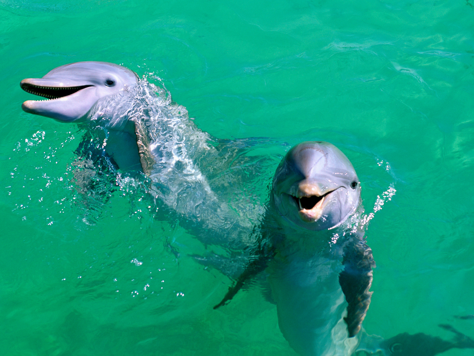 Delfiner ud for Isla Mujeres