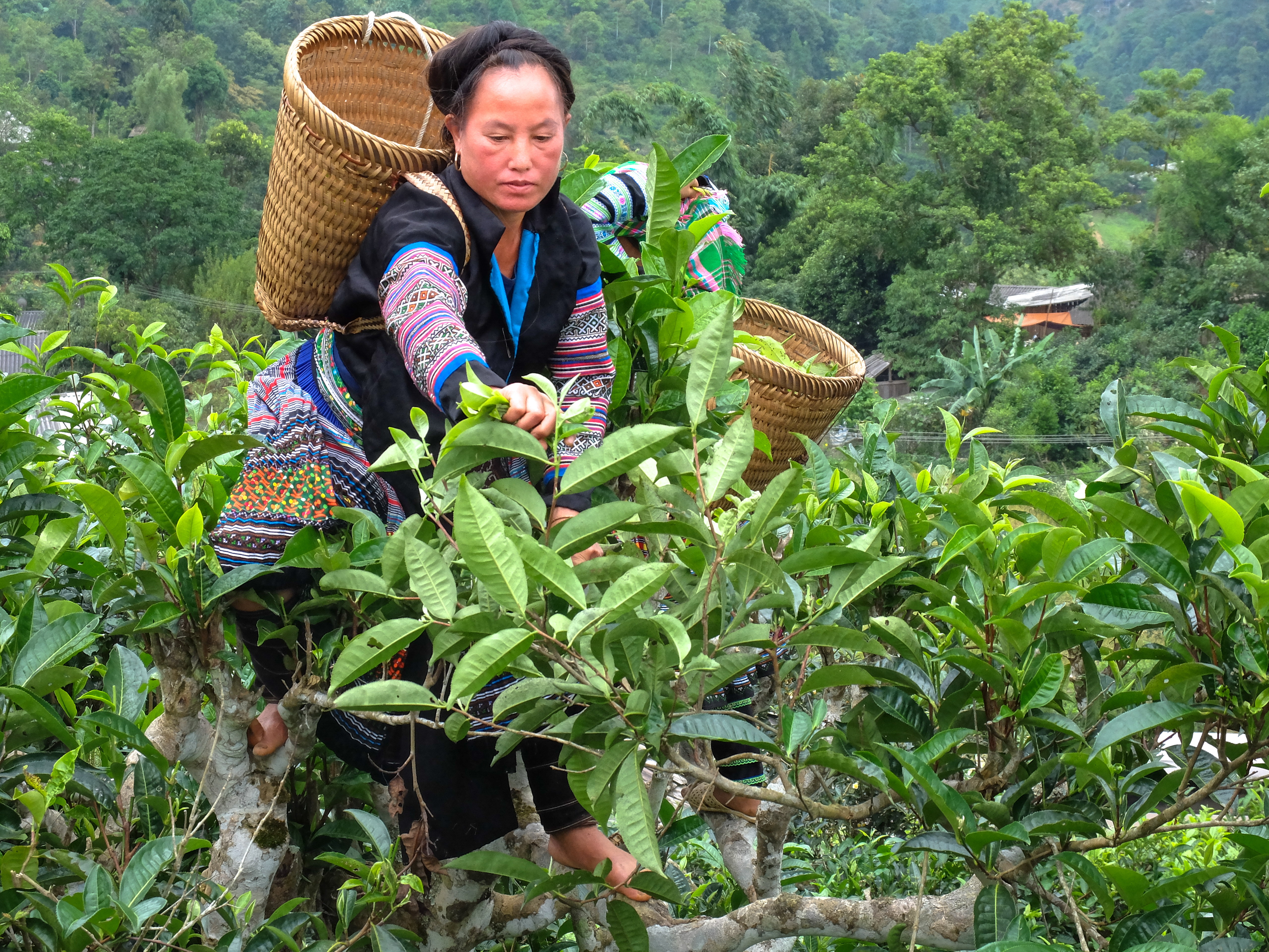 Shutterstock 519421513