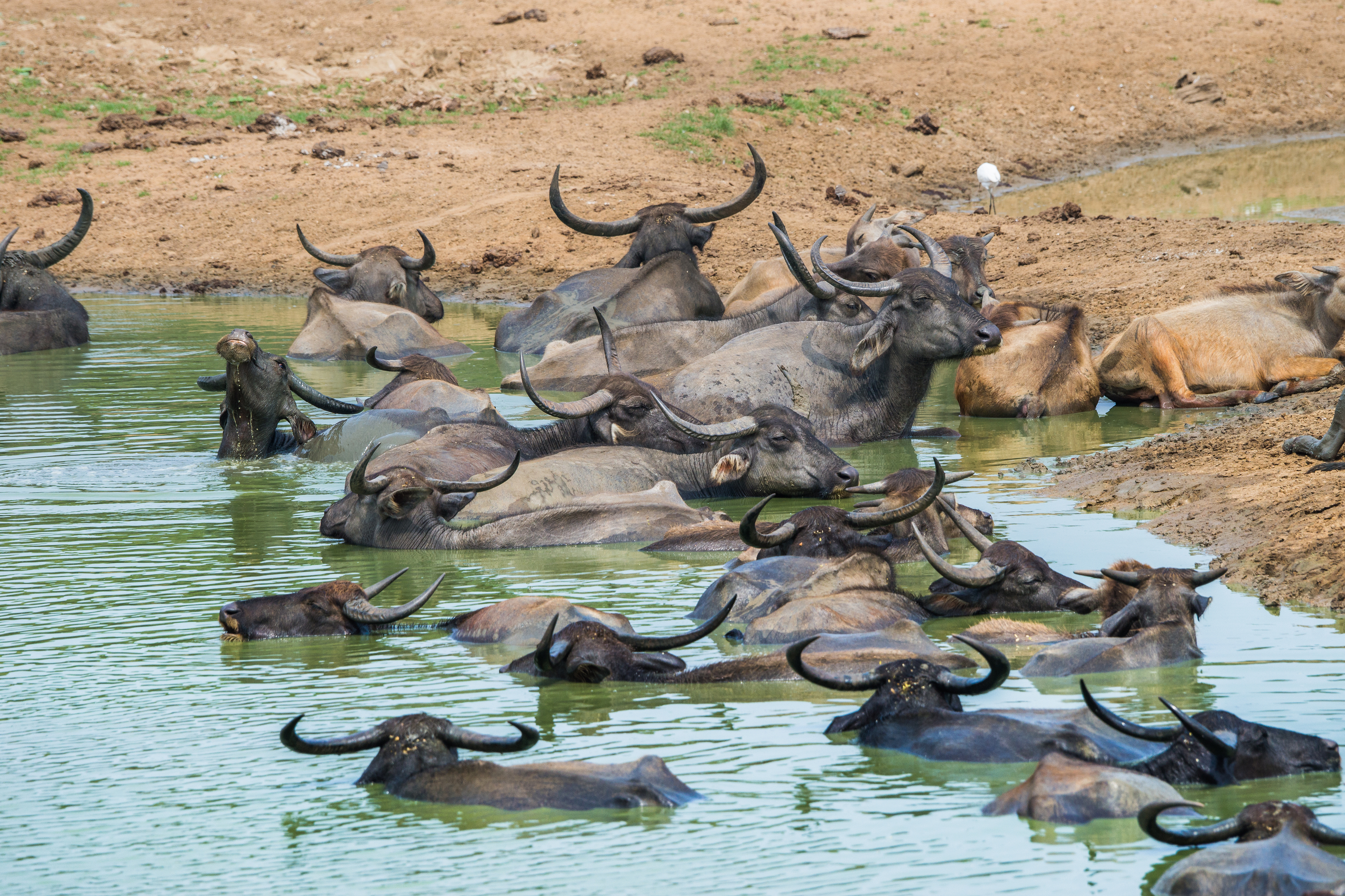 Shutterstock 733029043 (A Group Of Wild Asian Buffalo (Bubalus Arnee) In Water Pond. Uda Walawe National Park, Sri Lanka.)